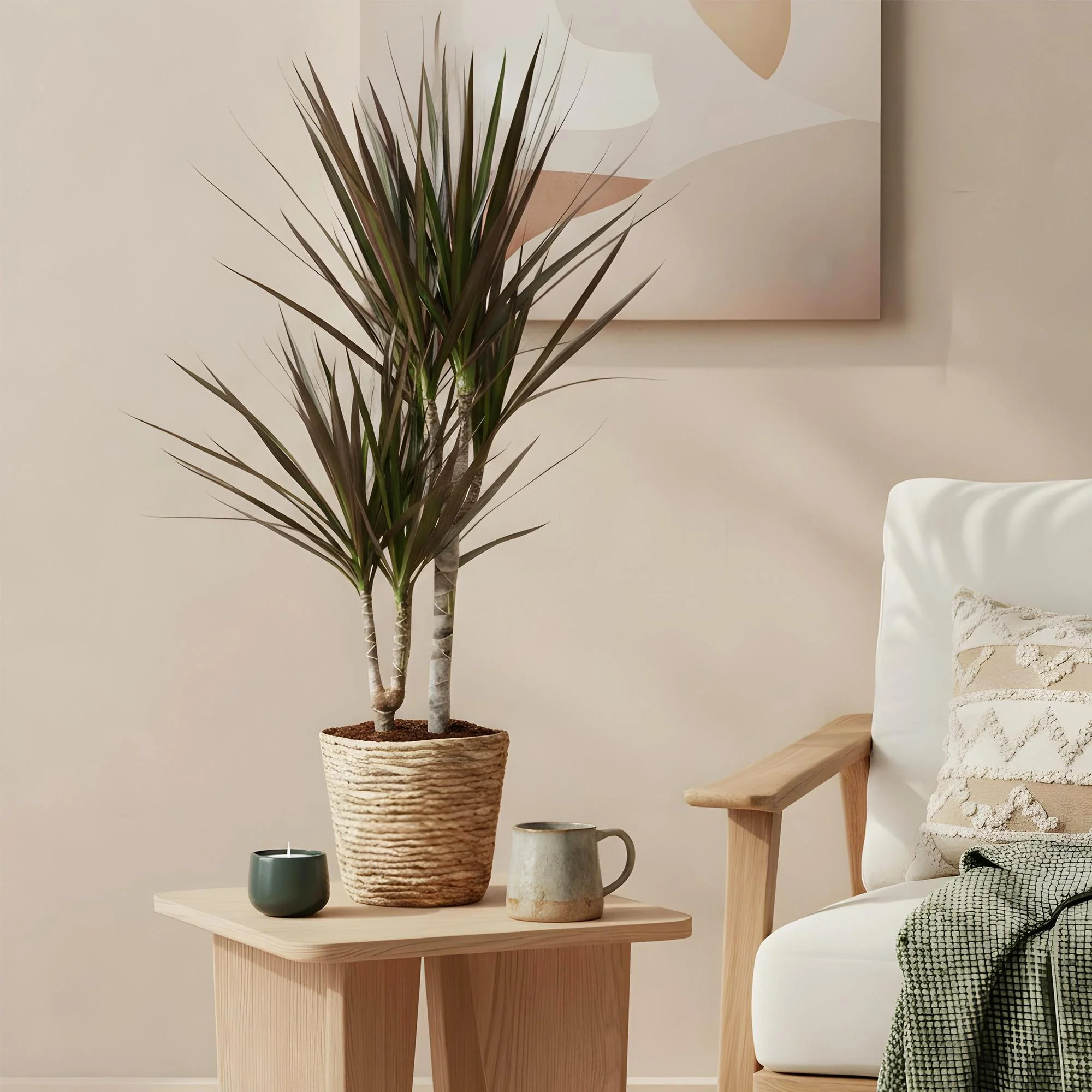 Plante D'Intérieur - Dracaena Magenta - Image 3