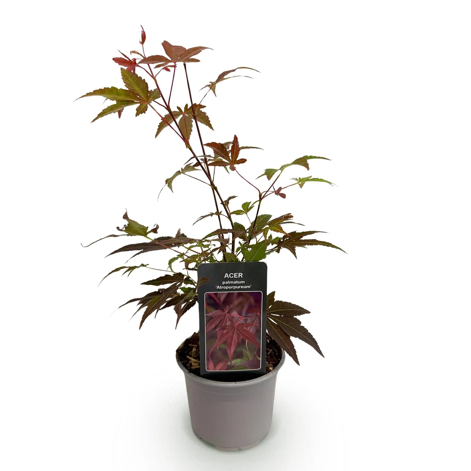 Plante D'Extérieur - Érable Du Japon (Acer Palmatum) 'Atropurpureum' - Image 2