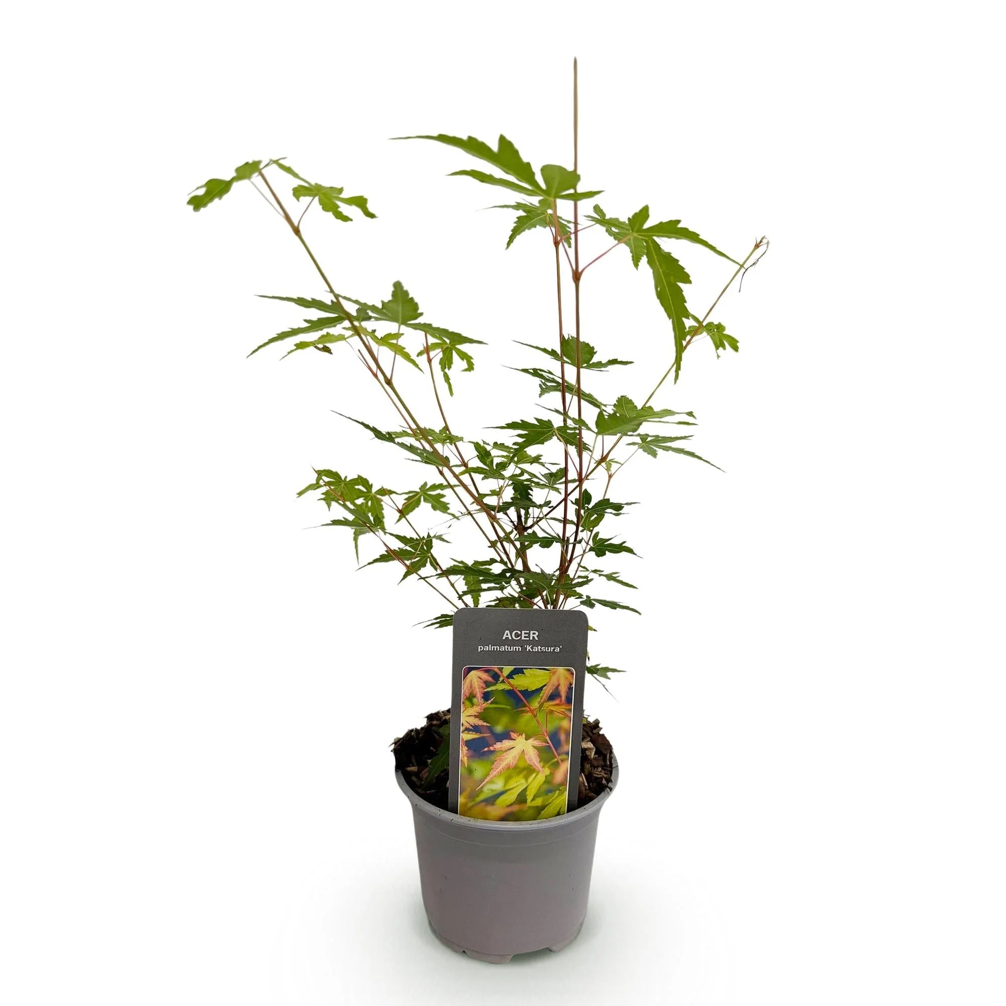 Plante D'Extérieur - Érable Du Japon (Acer Palmatum) 'Sangokaku' - Image 2