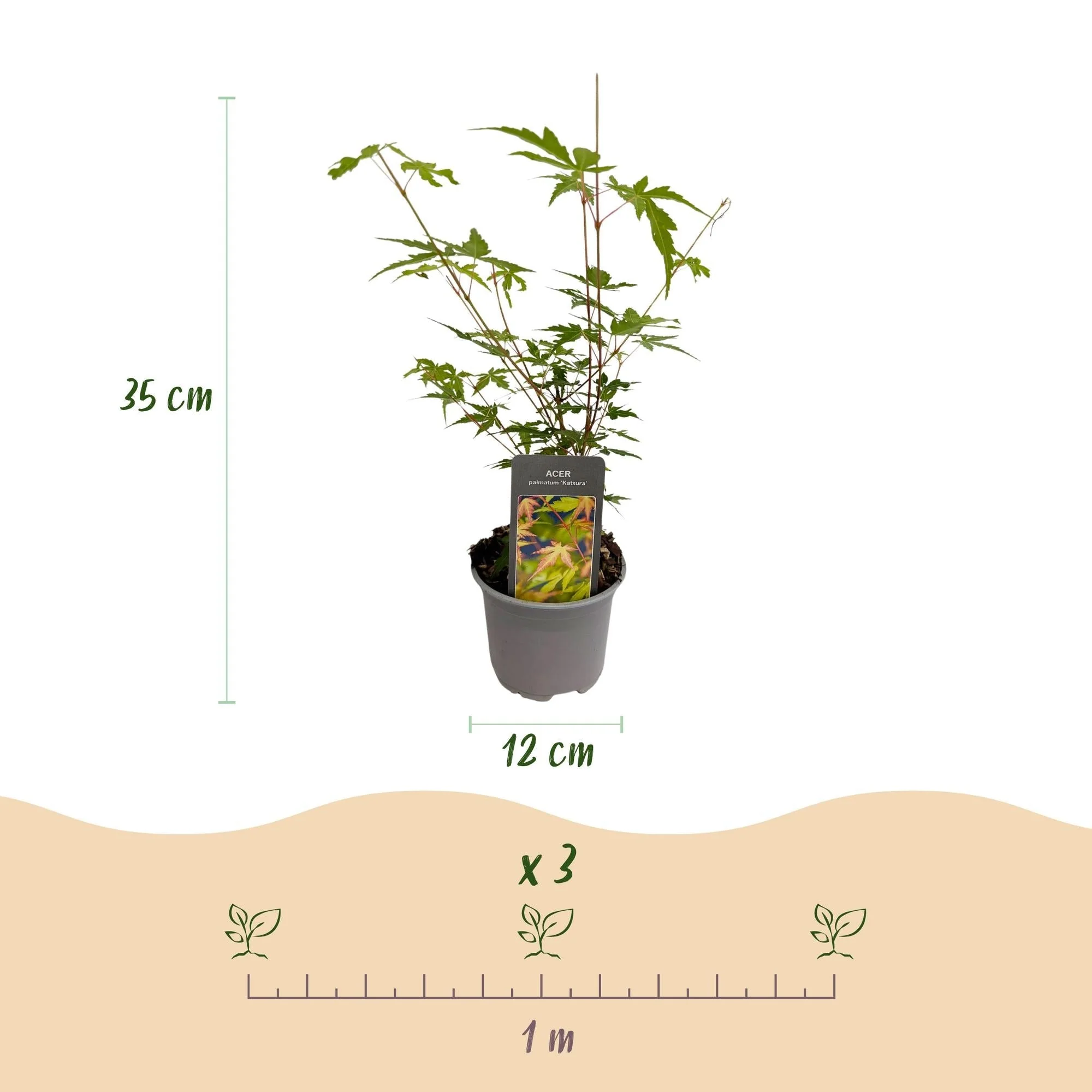 Plante D'Extérieur - Érable Du Japon (Acer Palmatum) 'Sangokaku' - Image 3