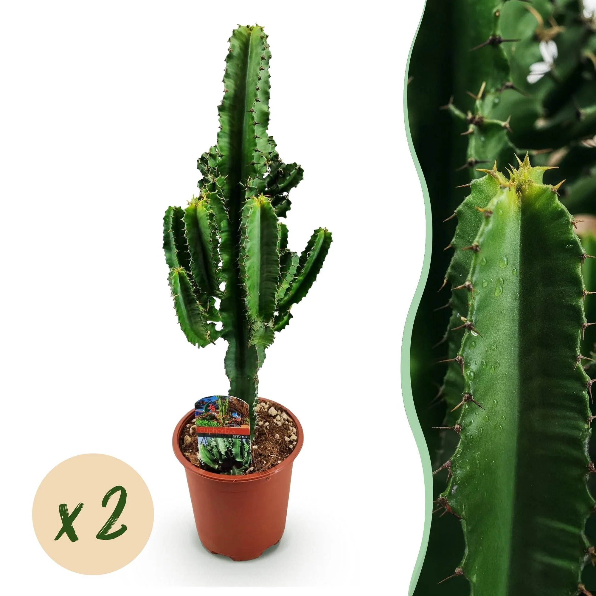Plante D'Intérieur - Euphorbe Eritrea - Image 9