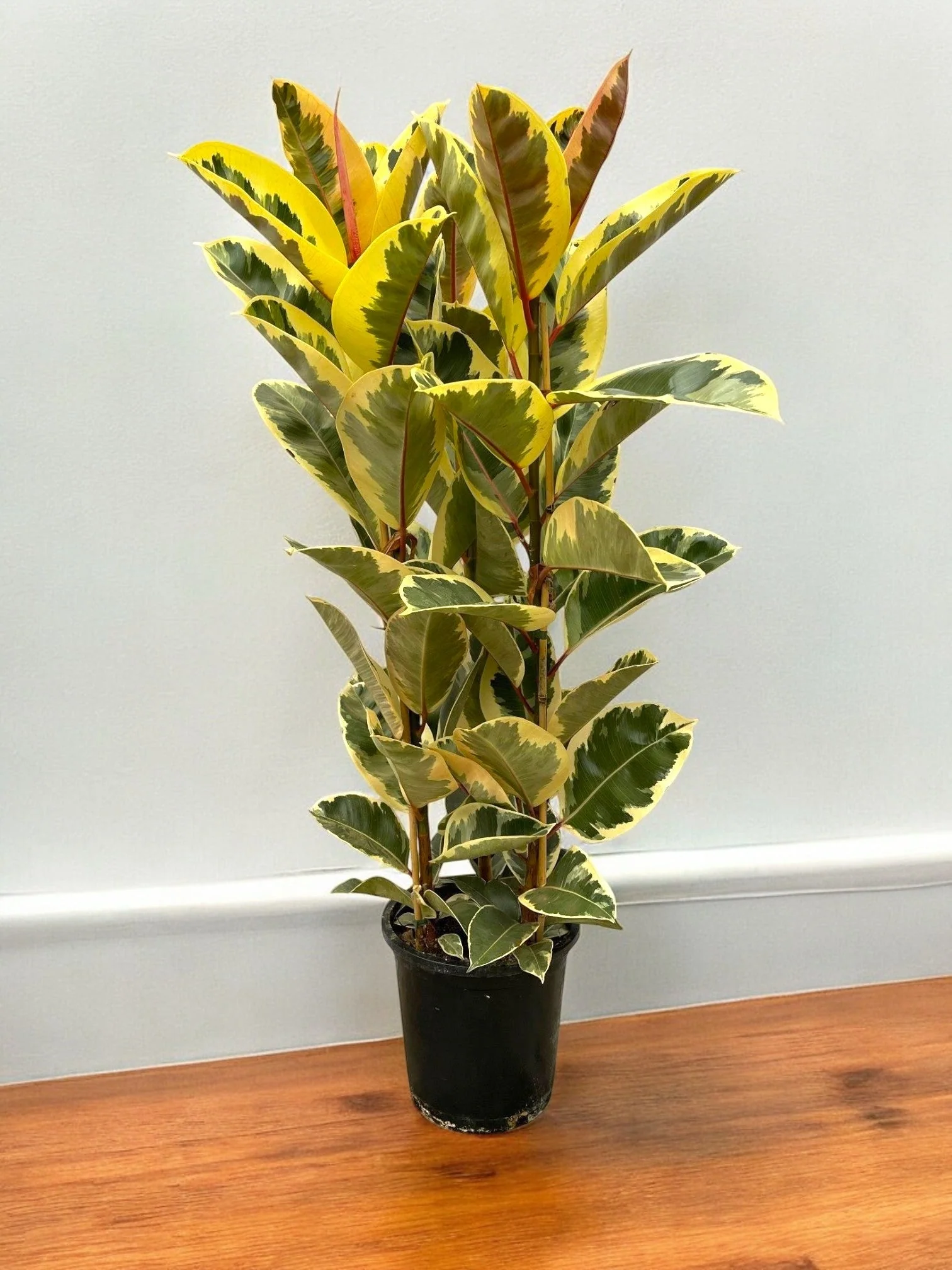 Plante D'Intérieur - Ficus Elastica Tineke