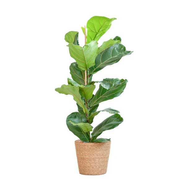 Plante D'Intérieur - Ficus Lyrata Et Son Pot - Image 8