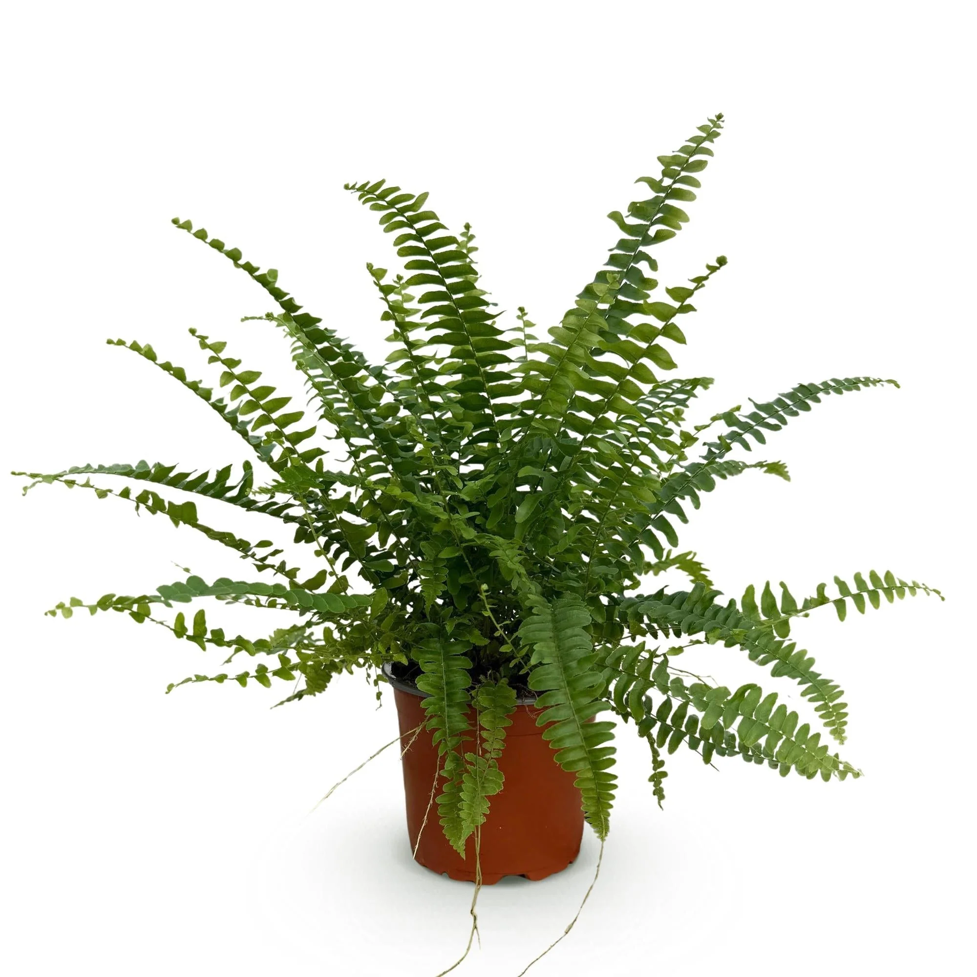 Plante D'Intérieur - Fougère De Boston - Image 3