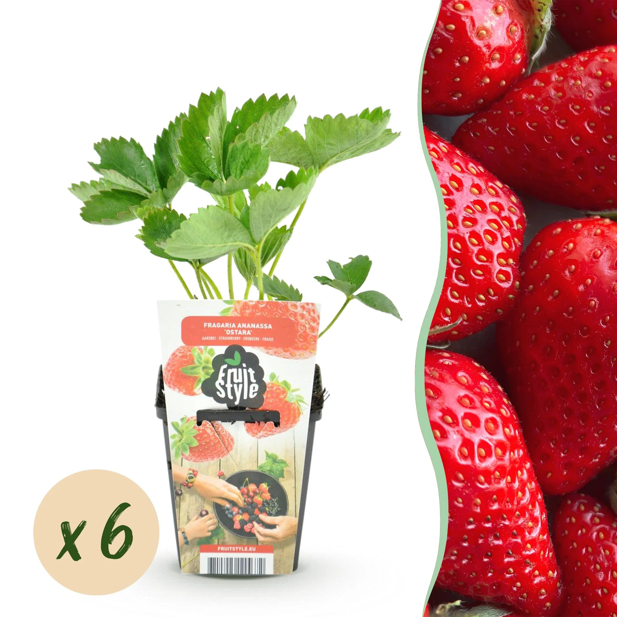 Plante D'Extérieur - Fraisier (Fragaria X Ananassa) 'Elsanta' - Image 12