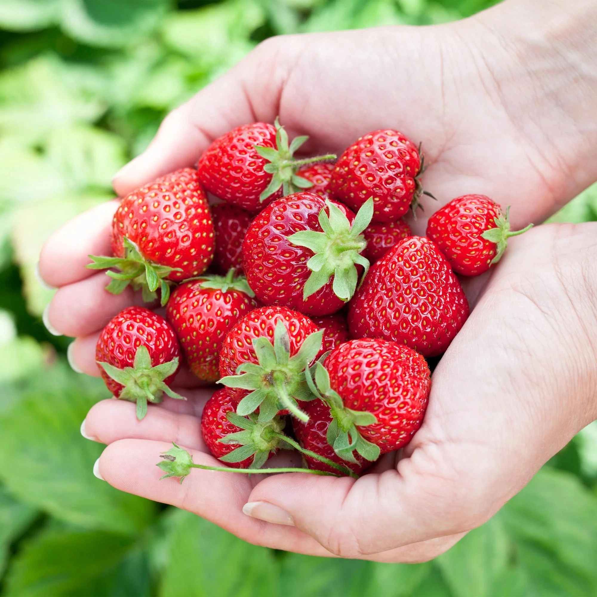 Plante D'Extérieur - Fraisier (Fragaria X Ananassa) 'Elvira' - Image 4