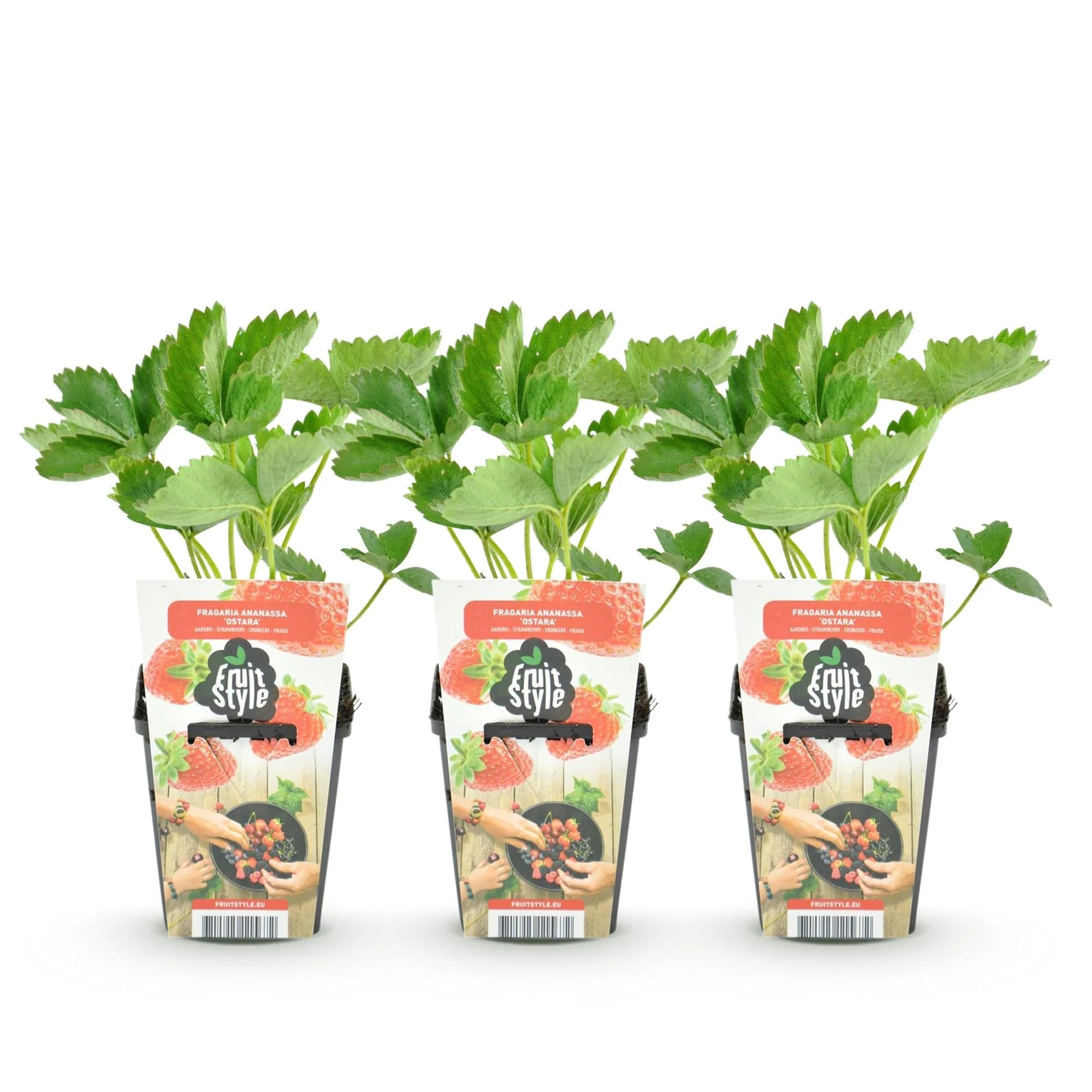 Plante D'Extérieur - Fraisier (Fragaria X Ananassa) 'Maxim' - Image 2