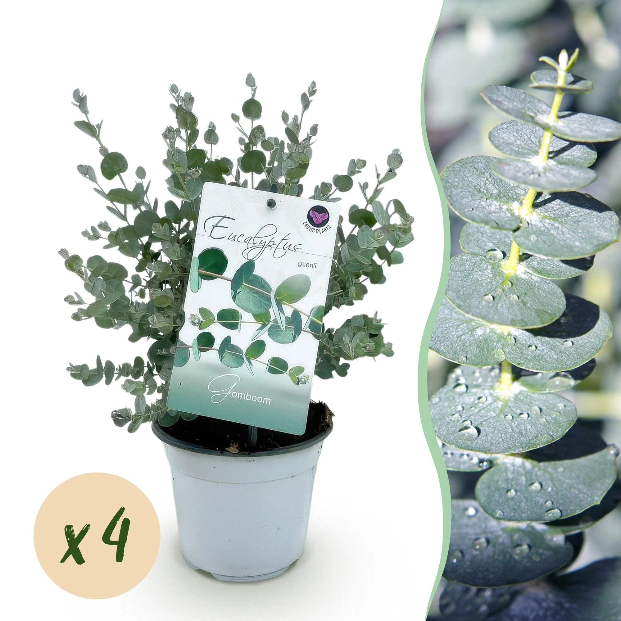 Plante D'Extérieur - Gommier Cidre (Eucalyptus Gunnii) 'Gunnii' - Image 12