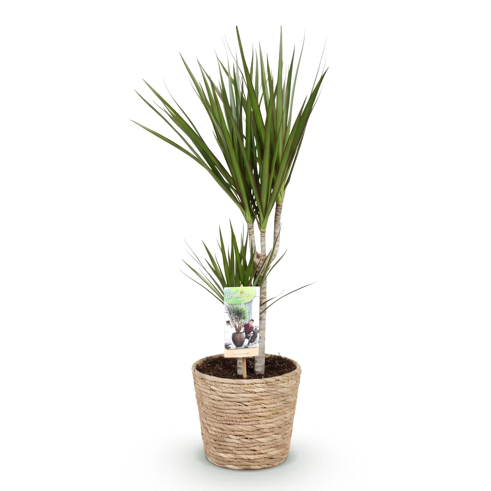 Plante D'Intérieur - Dracaena Marginata Et Panier - Image 4