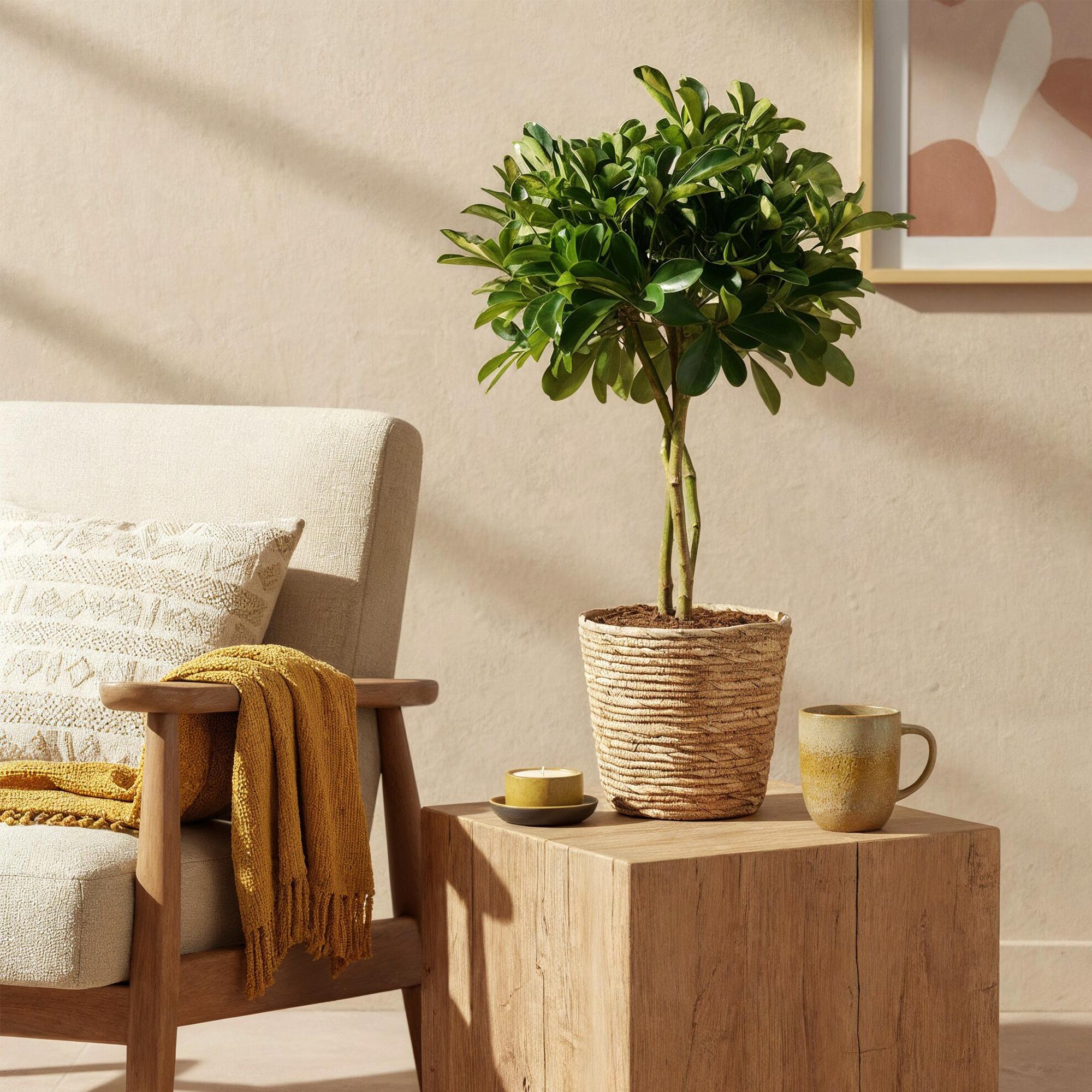 Plante D'Intérieur - Schefflera Gold Capelle Et Panier