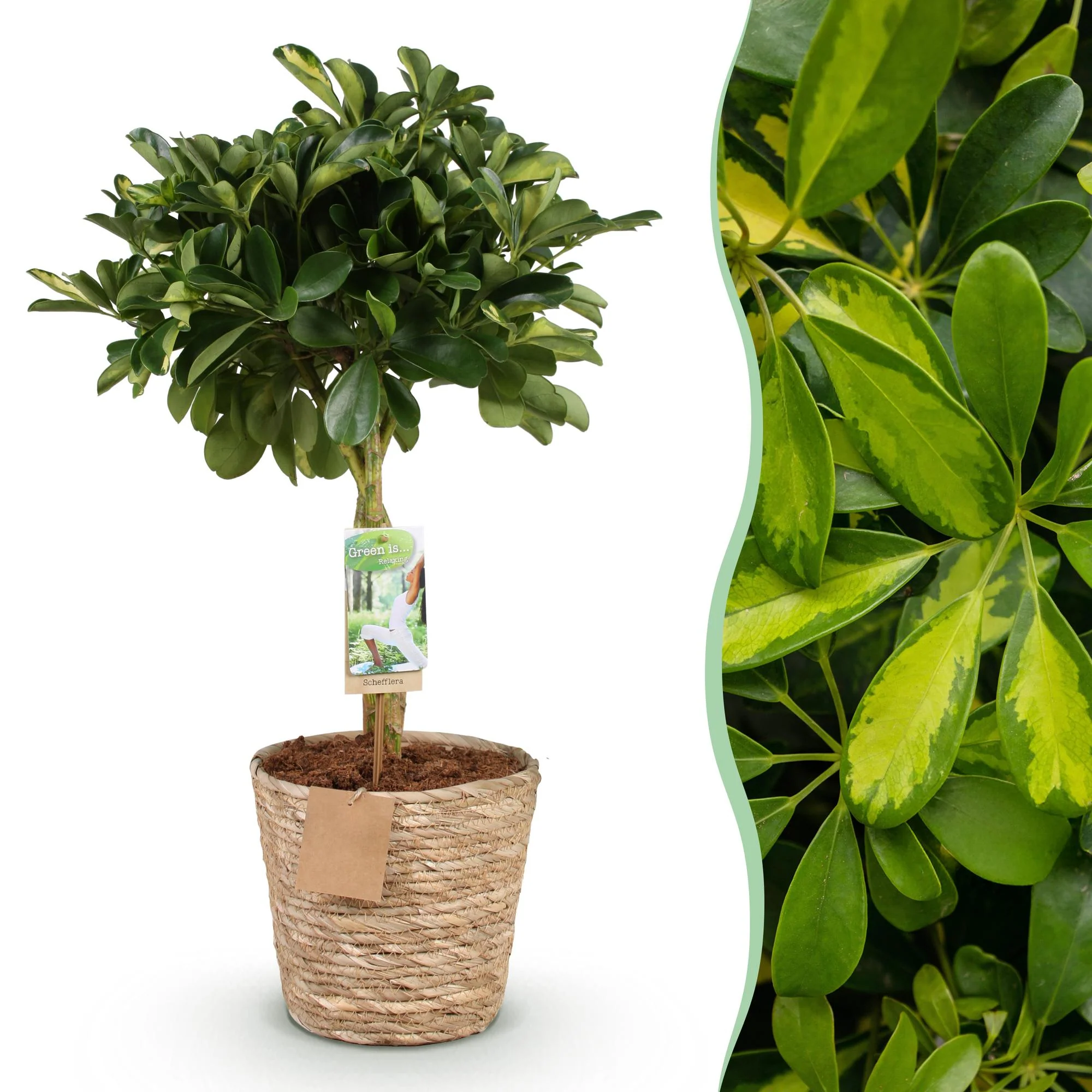 Plante D'Intérieur - Schefflera Gold Capelle Et Panier - Image 3