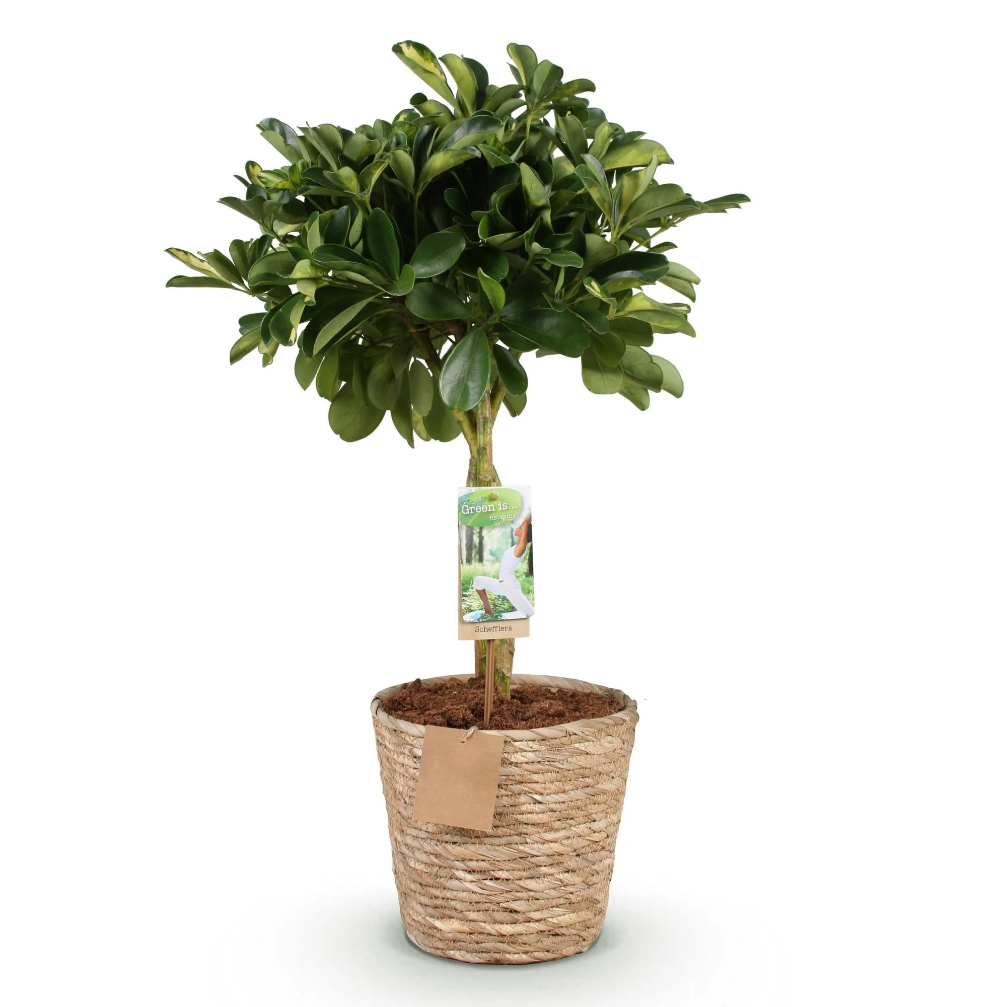Plante D'Intérieur - Schefflera Gold Capelle Et Panier - Image 4
