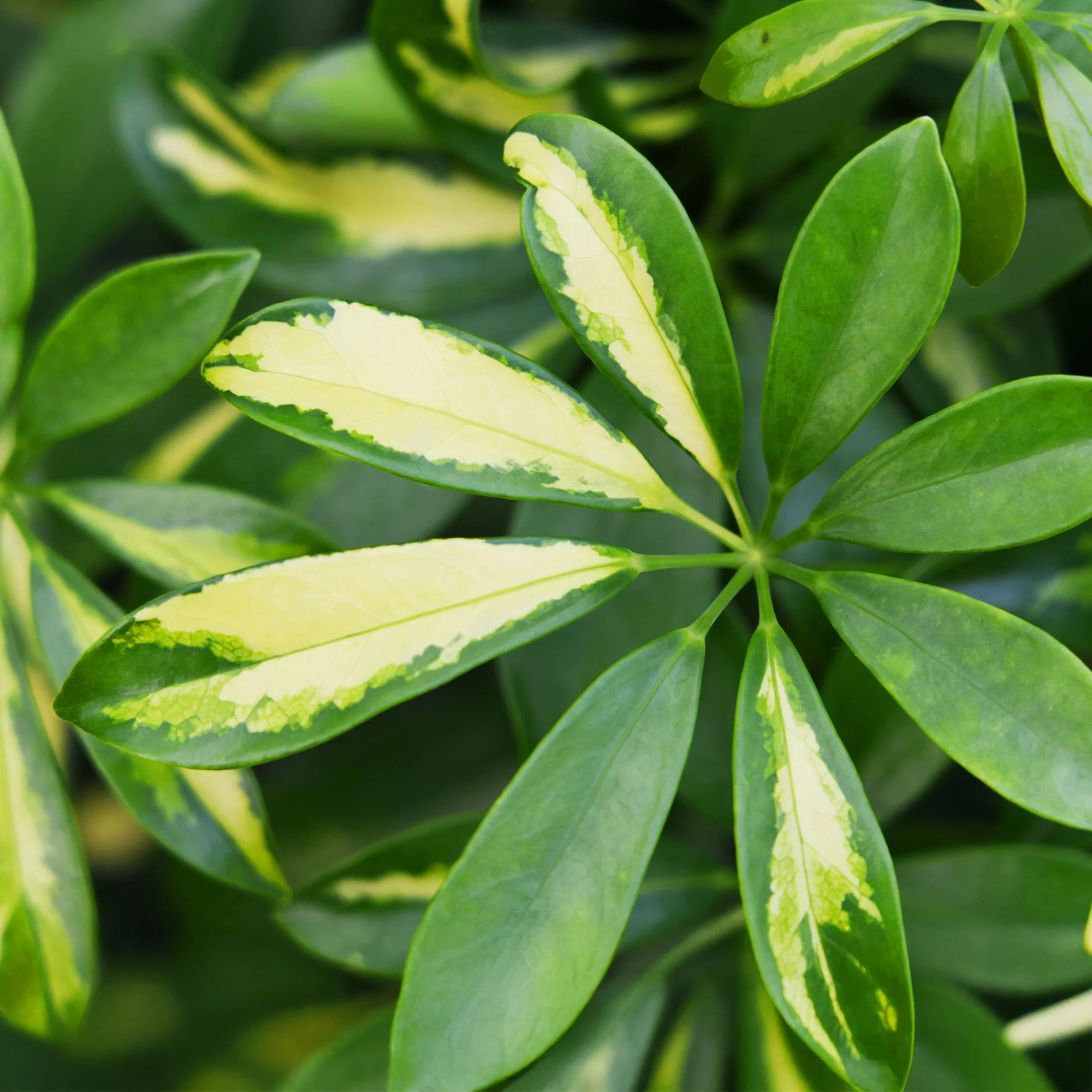 Plante D'Intérieur - Schefflera Gold Capelle Et Panier - Image 5