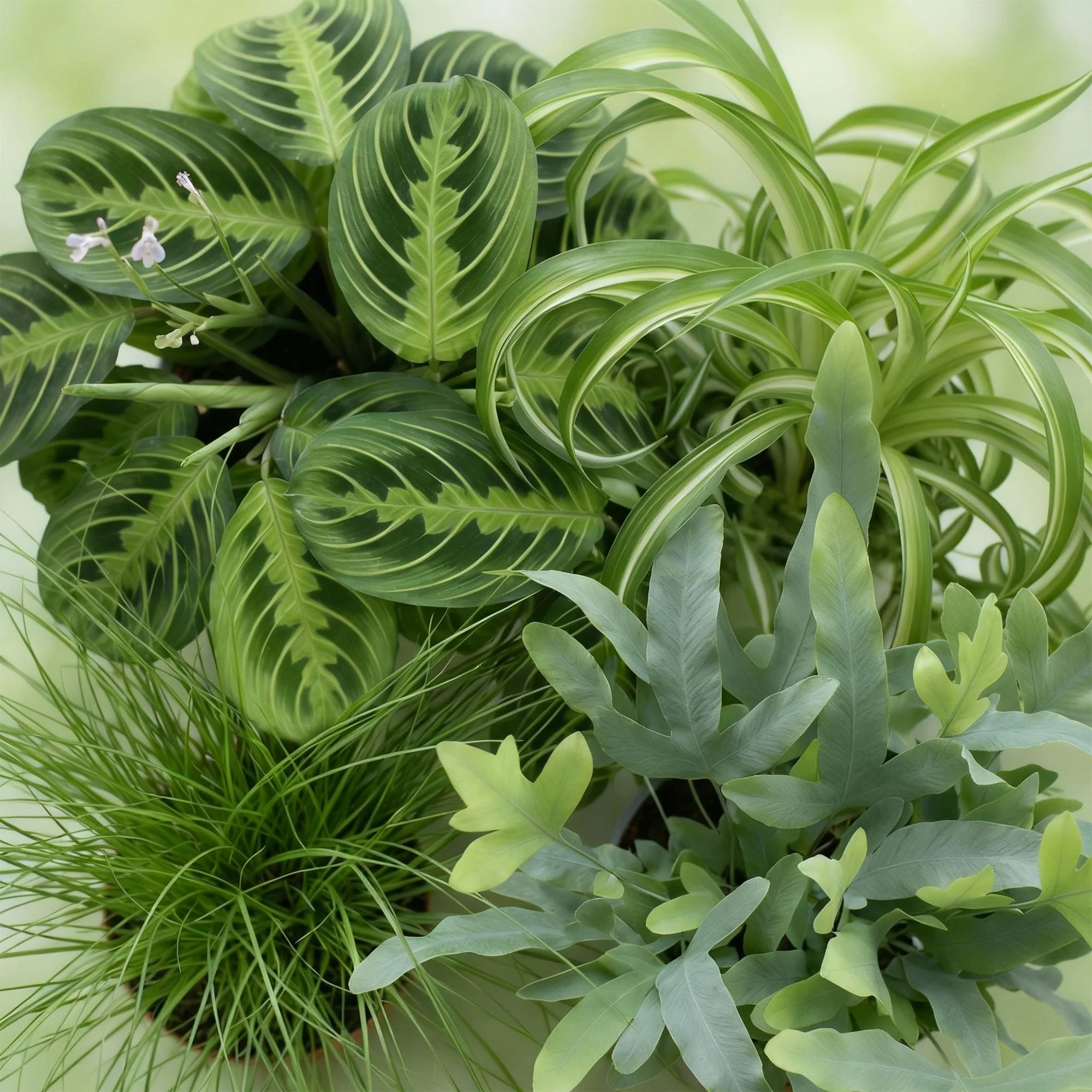 Plante D'Intérieur - Pack 4 Plantes Dépolluantes - Image 5