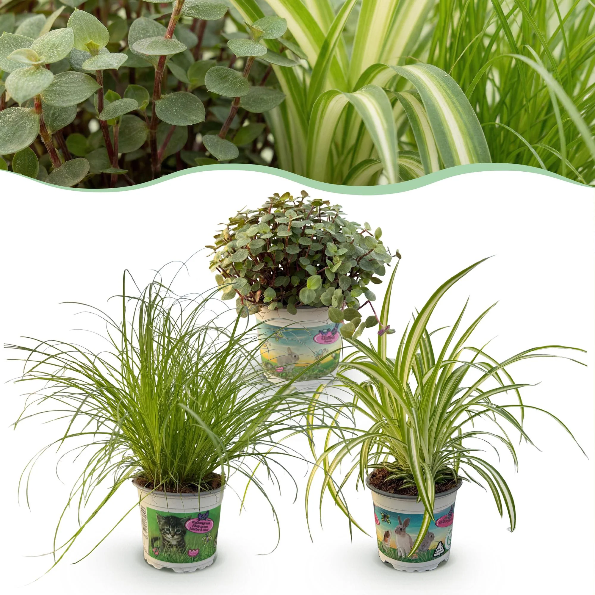Plante D'Intérieur - Pack Cyperus - Calissia - Chlorophytum - Image 2