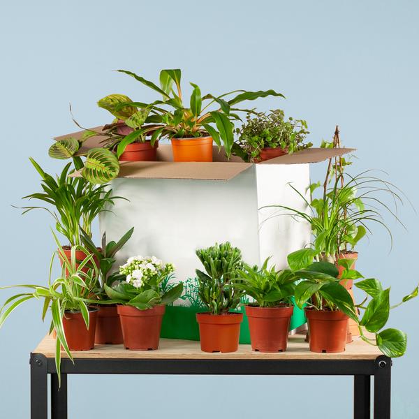 Plante D'Intérieur - Coffret – Plantes Seconde Vie - Image 6