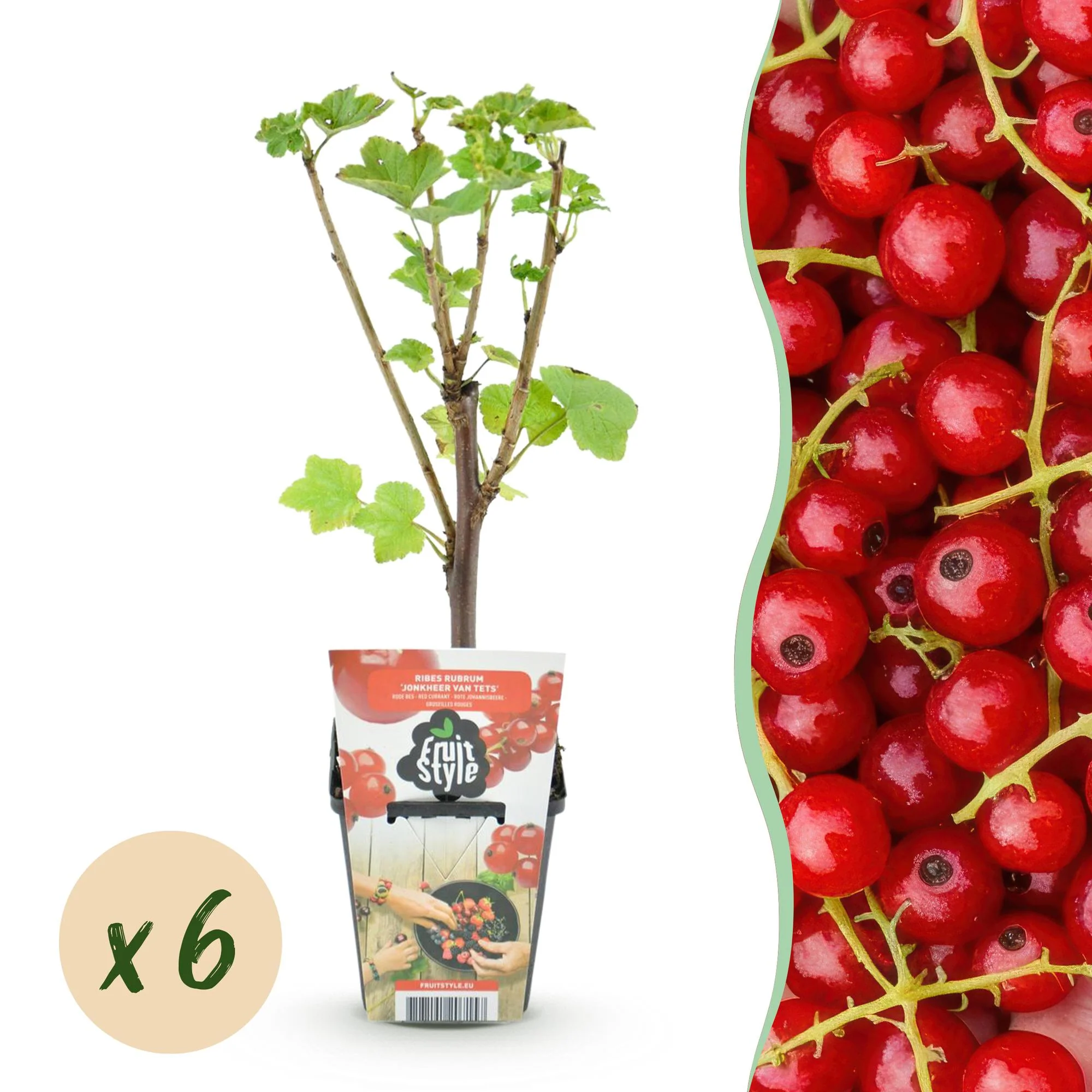 Plante D'Extérieur - Groseillier À Grappes (Ribes Rubrum) 'Jonkheer Van Tets' - Image 12