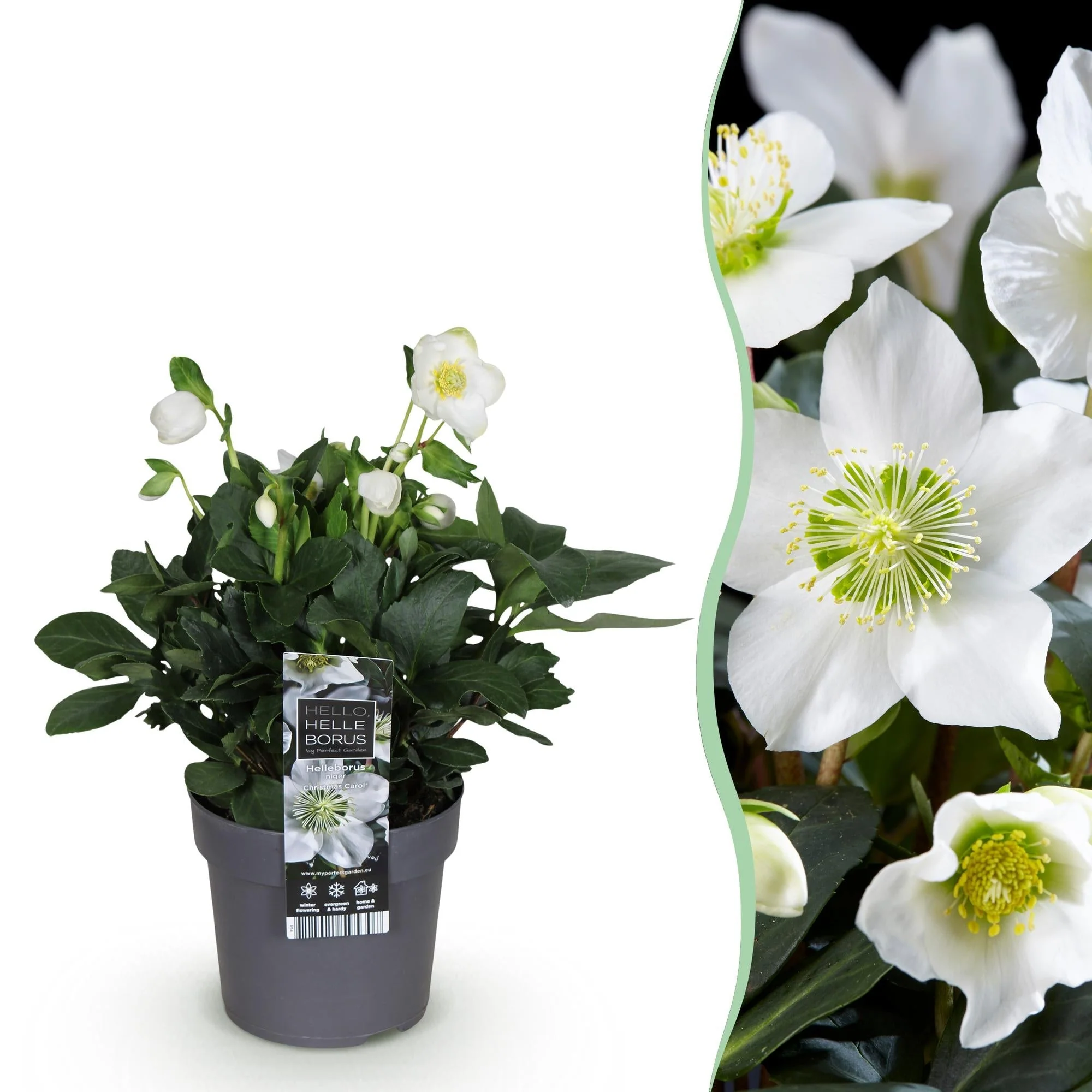 Plante D'Extérieur - Hellébore (Helleborus Niger) 'Christmas Carol'