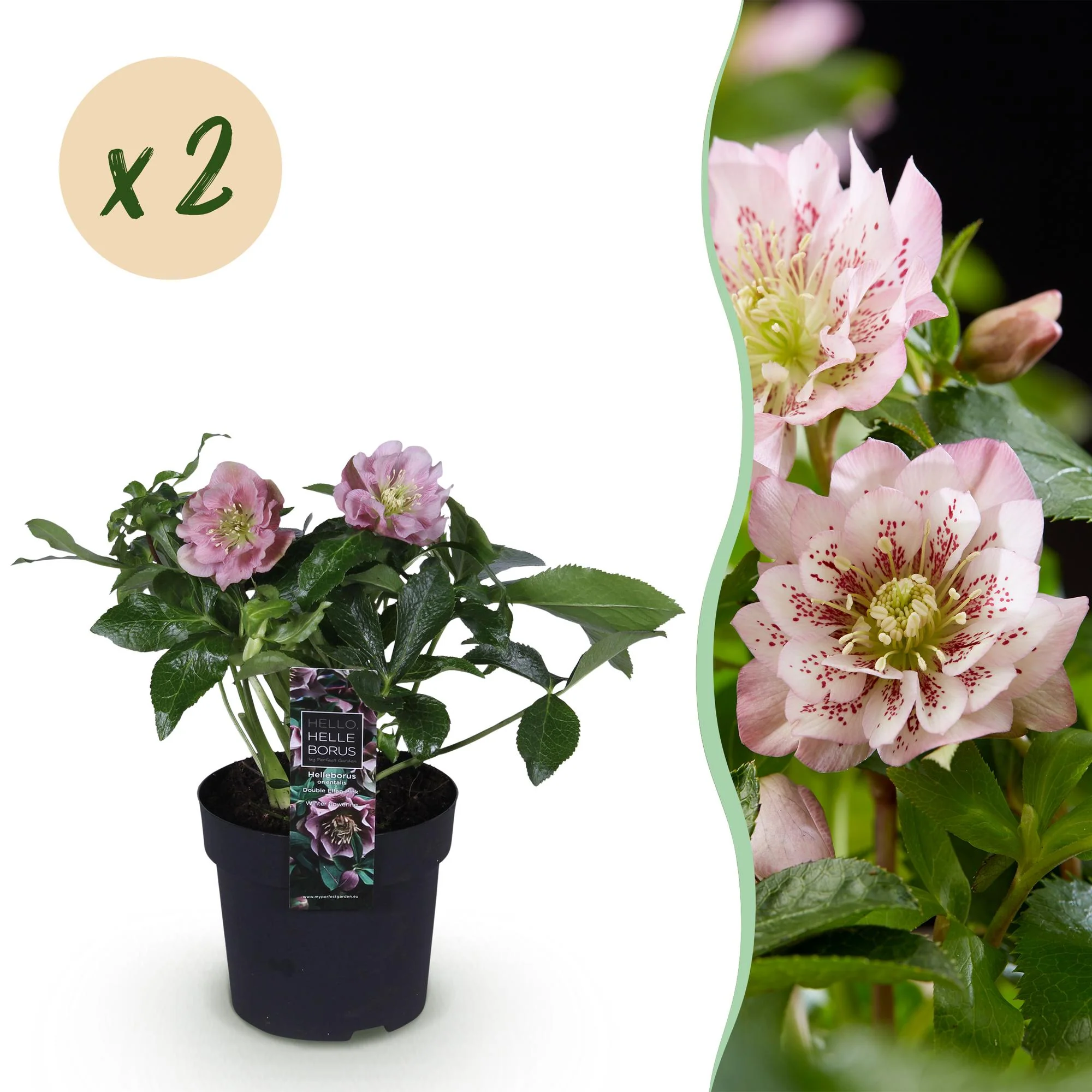 Plante D'Extérieur - Hellébore Orientale (Helleborus Orientalis) 'Double Ellen Pink' - Image 12