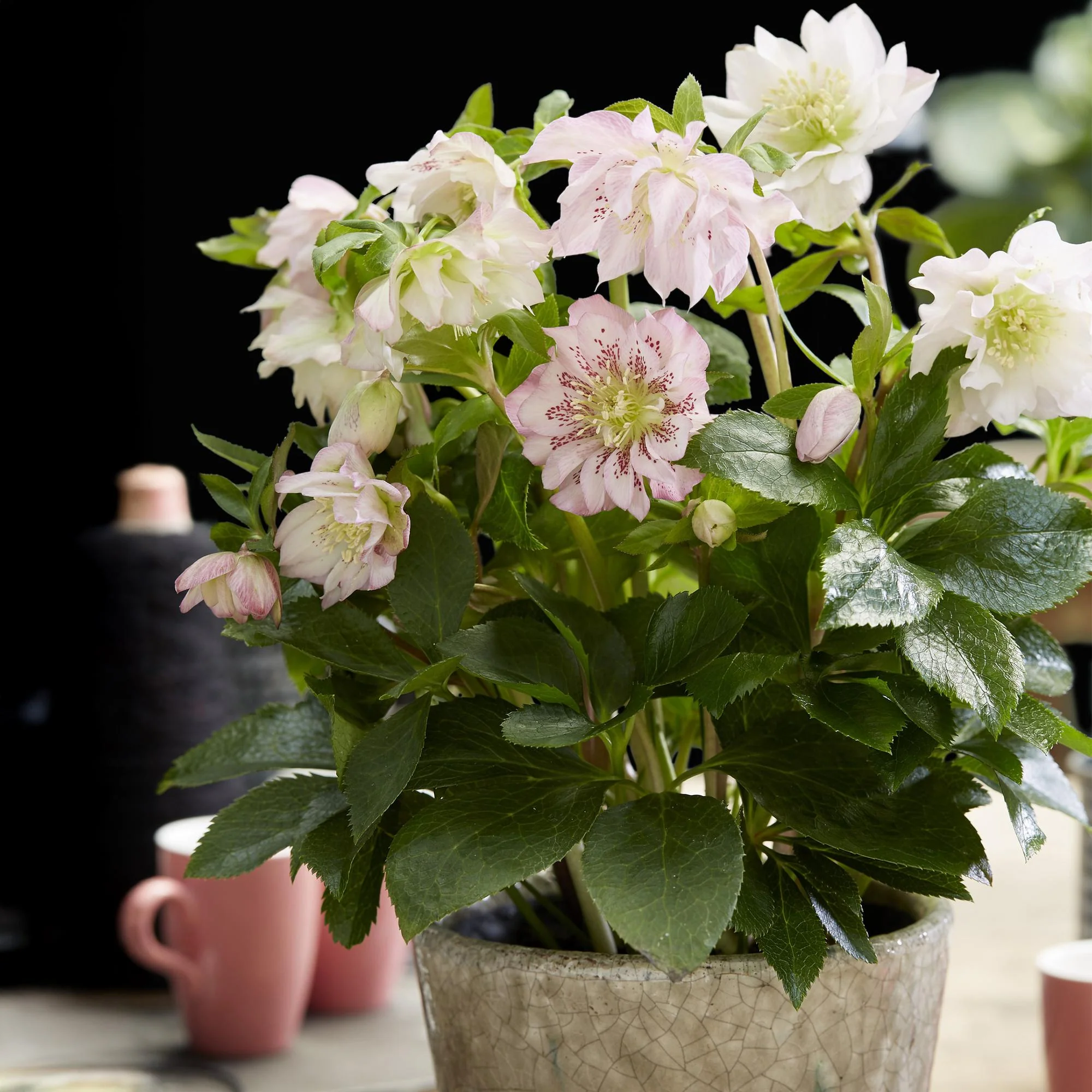 Plante D'Extérieur - Hellébore Orientale (Helleborus Orientalis) 'Double Ellen Pink' - Image 5