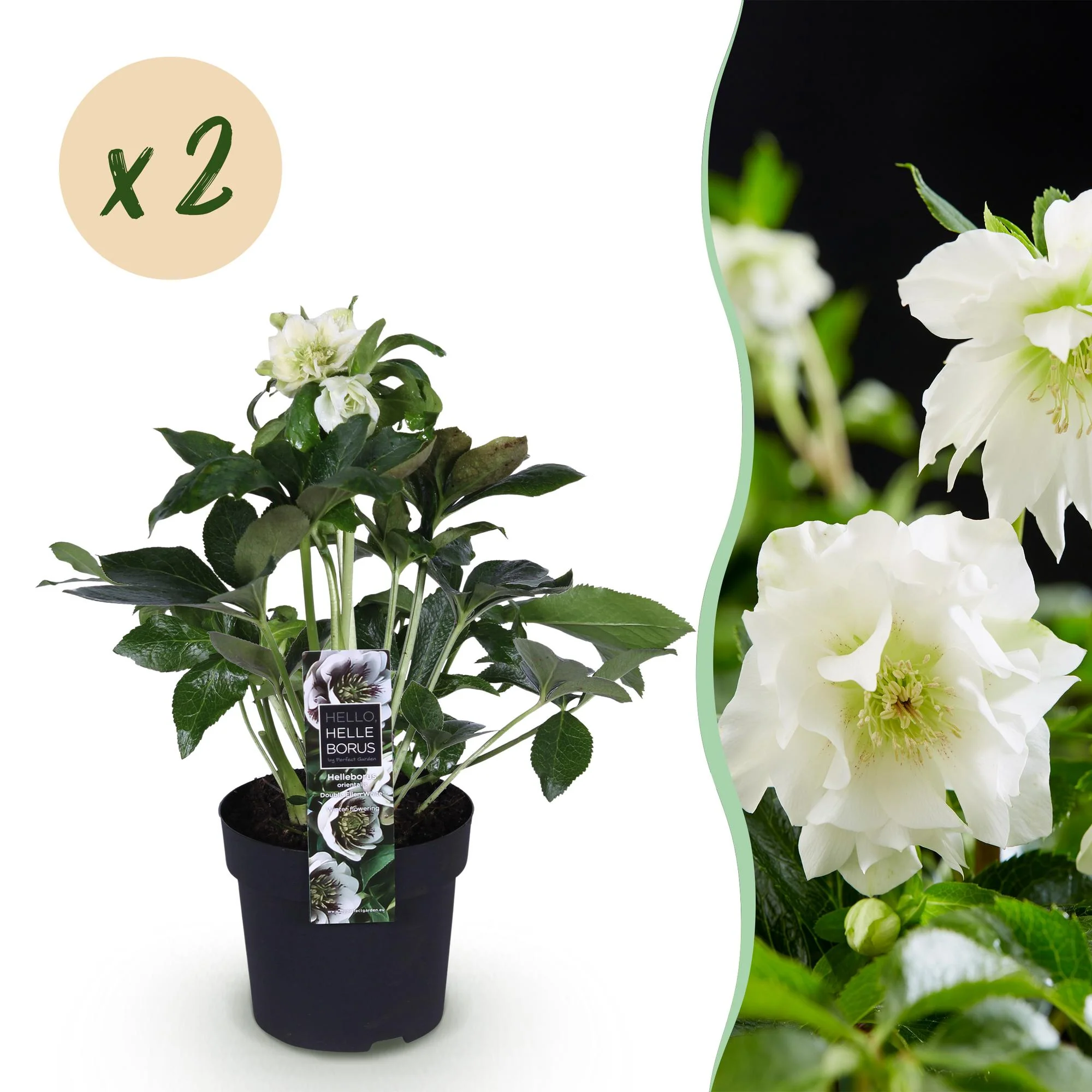 Plante D'Extérieur - Hellébore Orientale (Helleborus Orientalis) 'Double Ellen White' - Image 12