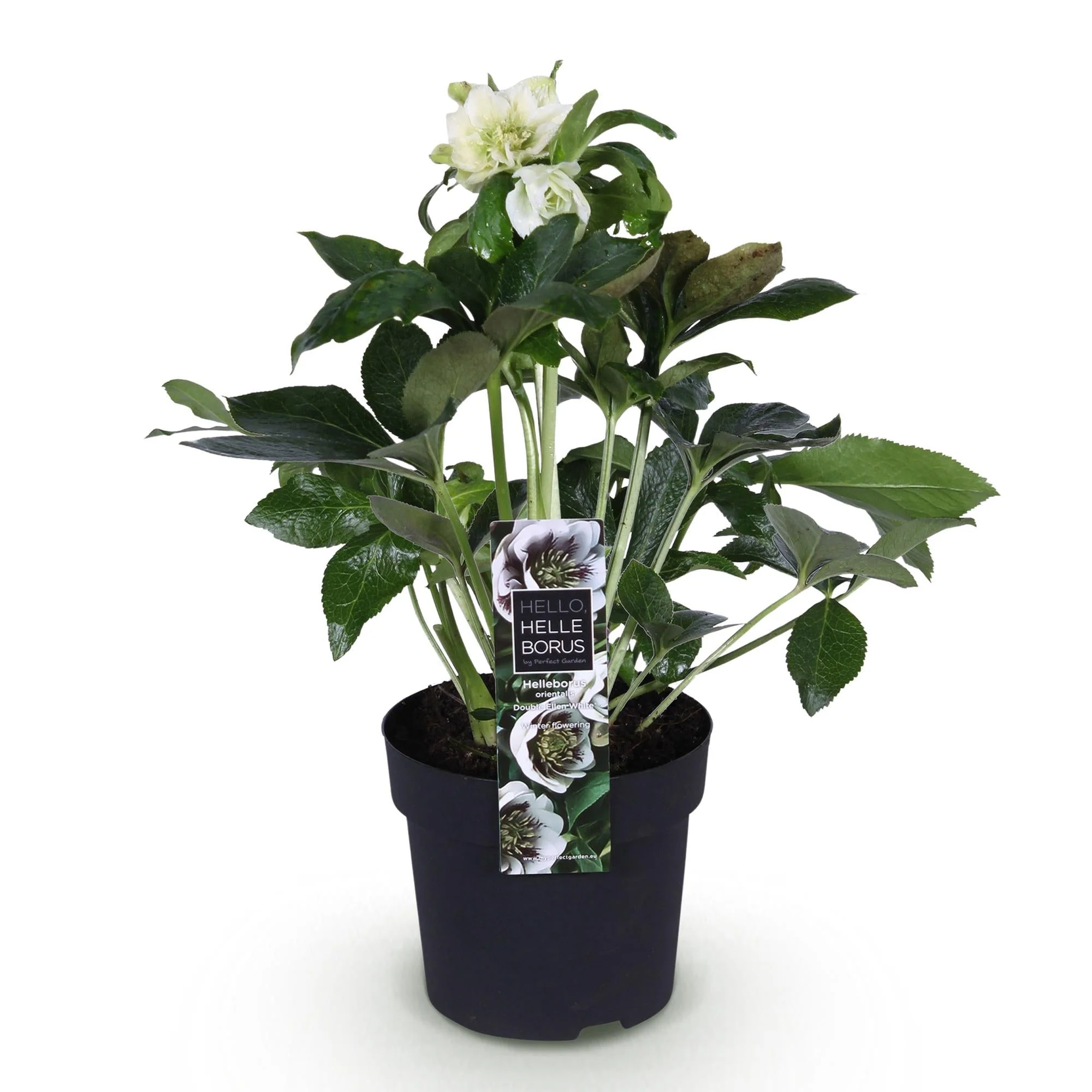 Plante D'Extérieur - Hellébore Orientale (Helleborus Orientalis) 'Double Ellen White' - Image 2