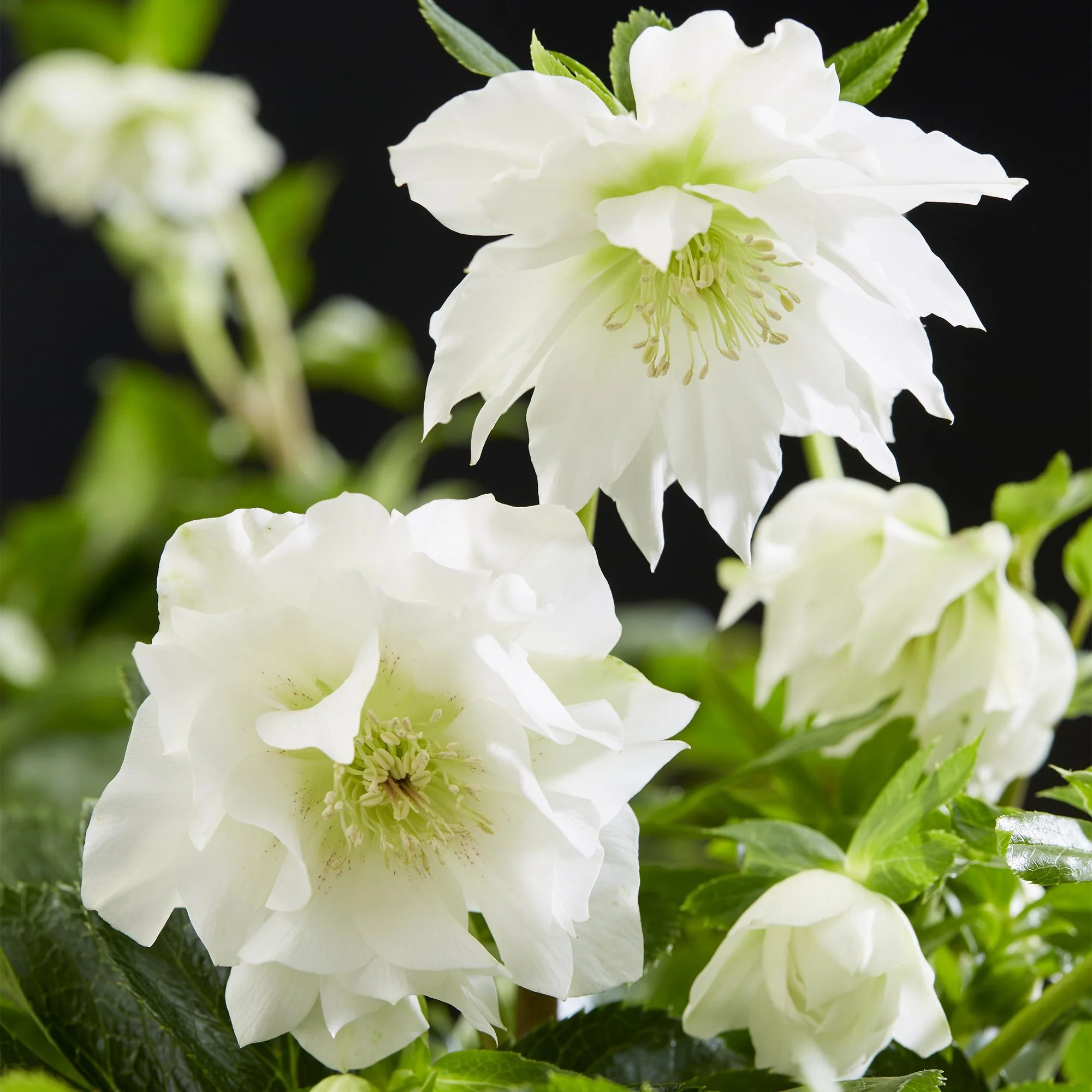 Plante D'Extérieur - Hellébore Orientale (Helleborus Orientalis) 'Double Ellen White' - Image 4