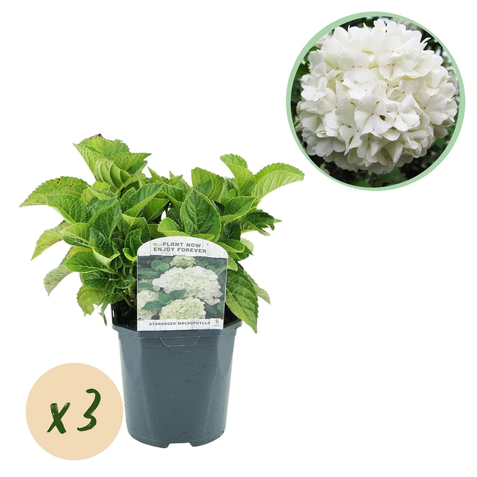 Plante D'Extérieur - Hortensia (Hydrangea Macrophylla) 'Blanc' - Image 10