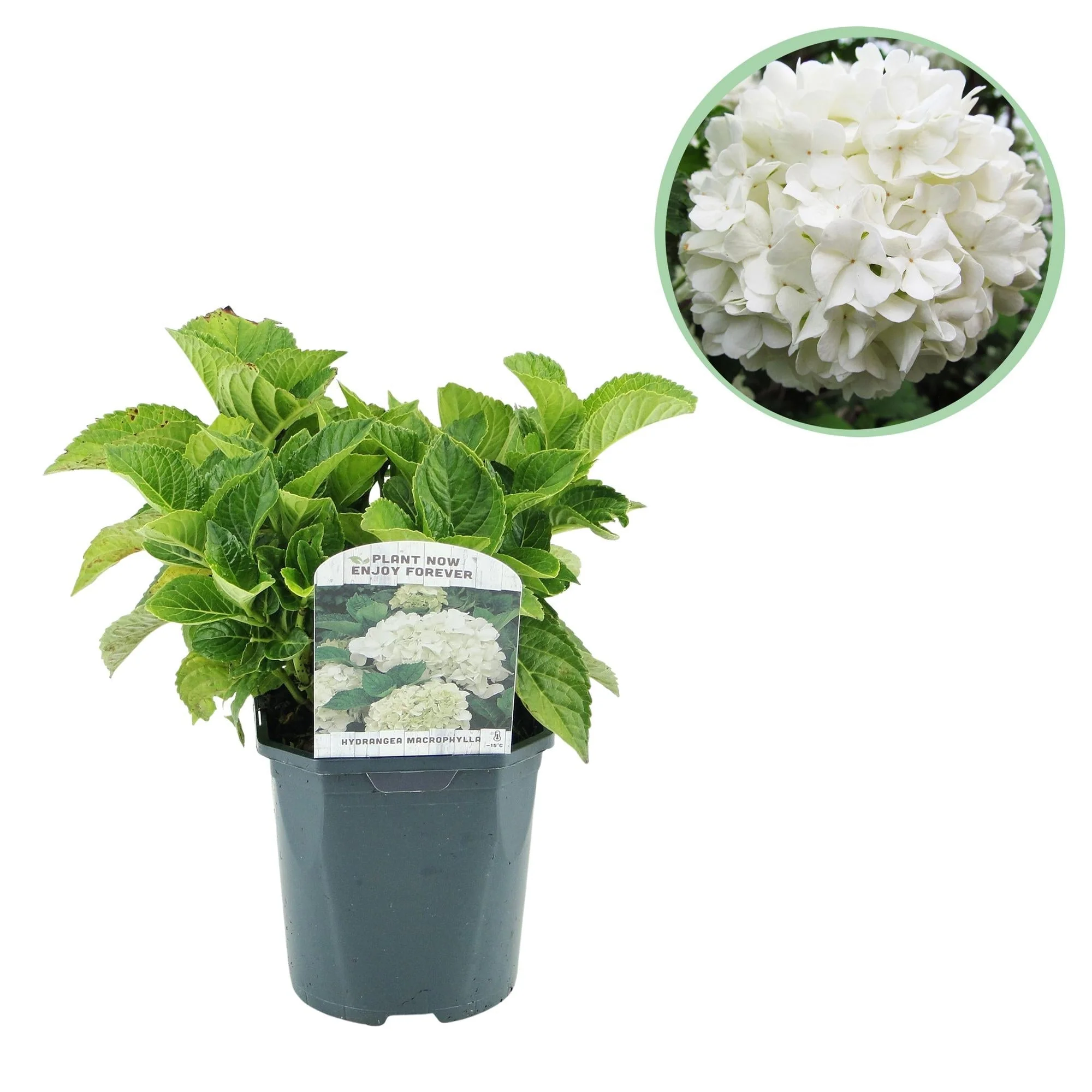 Plante D'Extérieur - Hortensia (Hydrangea Macrophylla) 'Blanc' - Image 2