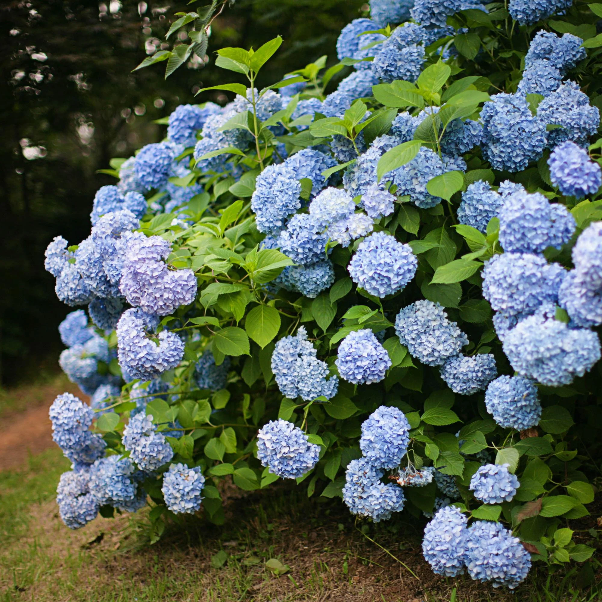 Plante D'Extérieur - Hortensia (Hydrangea Macrophylla) 'Blue' - Image 5