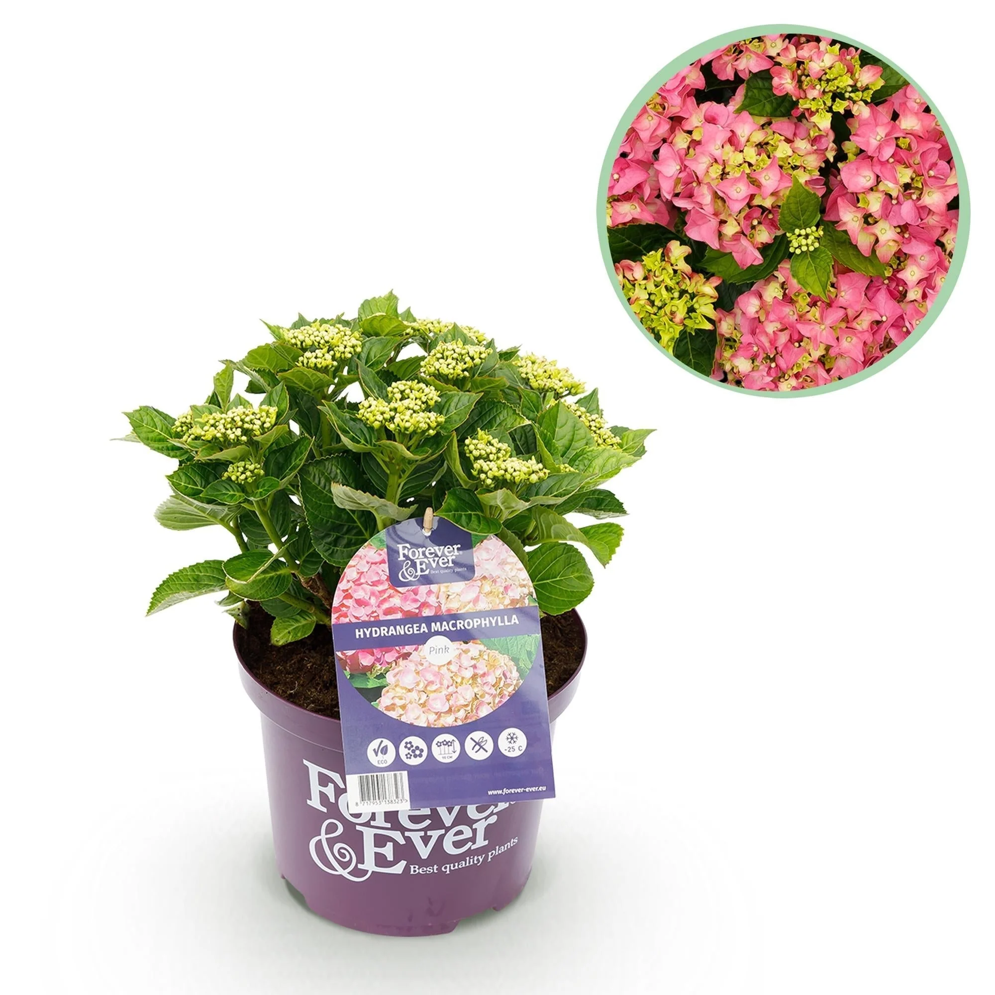 Plante D'Extérieur - Hortensia (Hydrangea Macrophylla) 'Forever & Ever' - Image 11