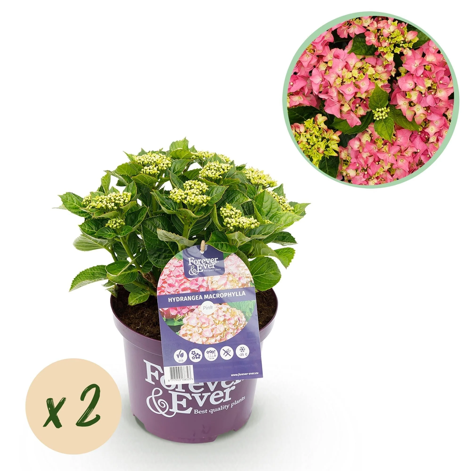 Plante D'Extérieur - Hortensia (Hydrangea Macrophylla) 'Forever & Ever' - Image 12