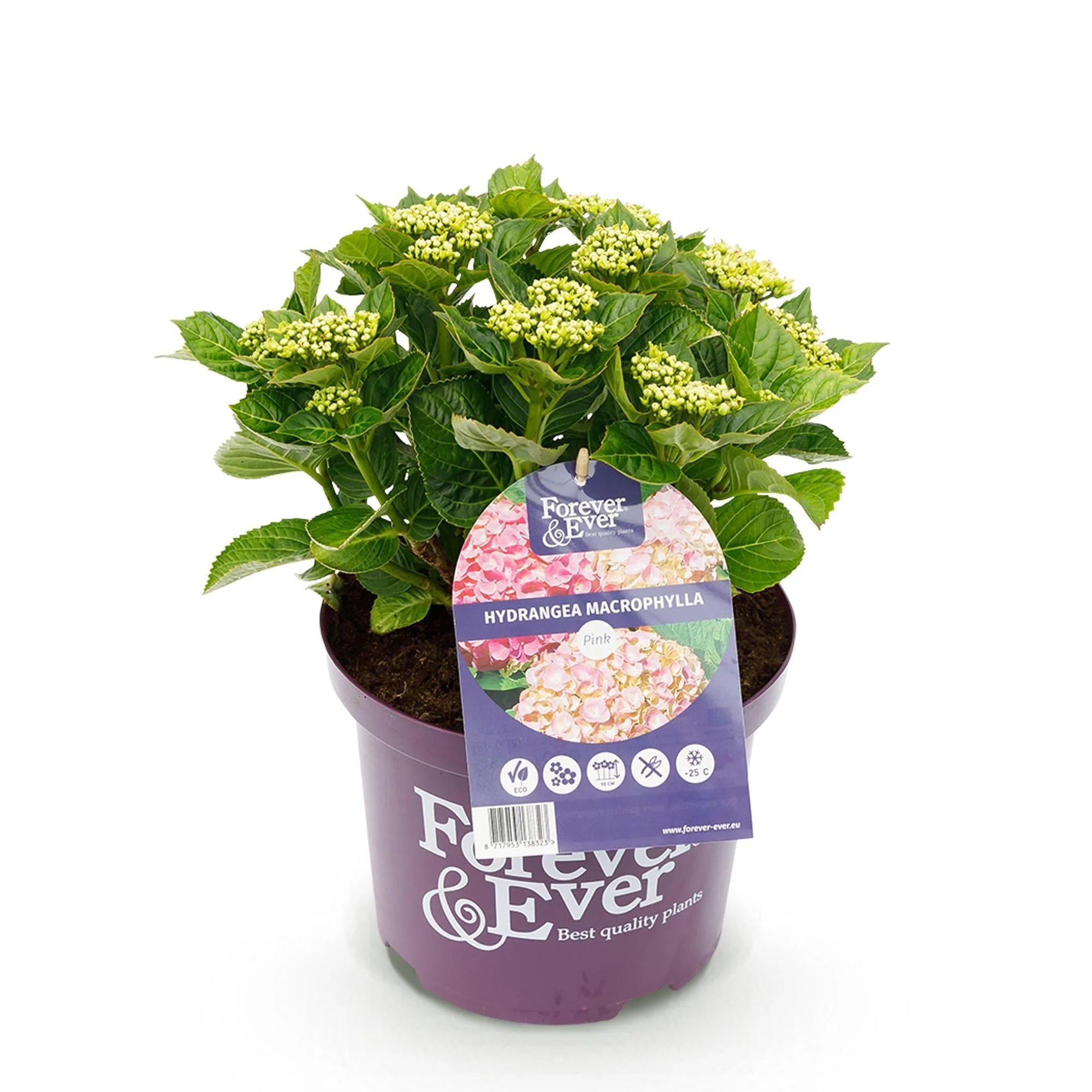Plante D'Extérieur - Hortensia (Hydrangea Macrophylla) 'Forever & Ever' - Image 2