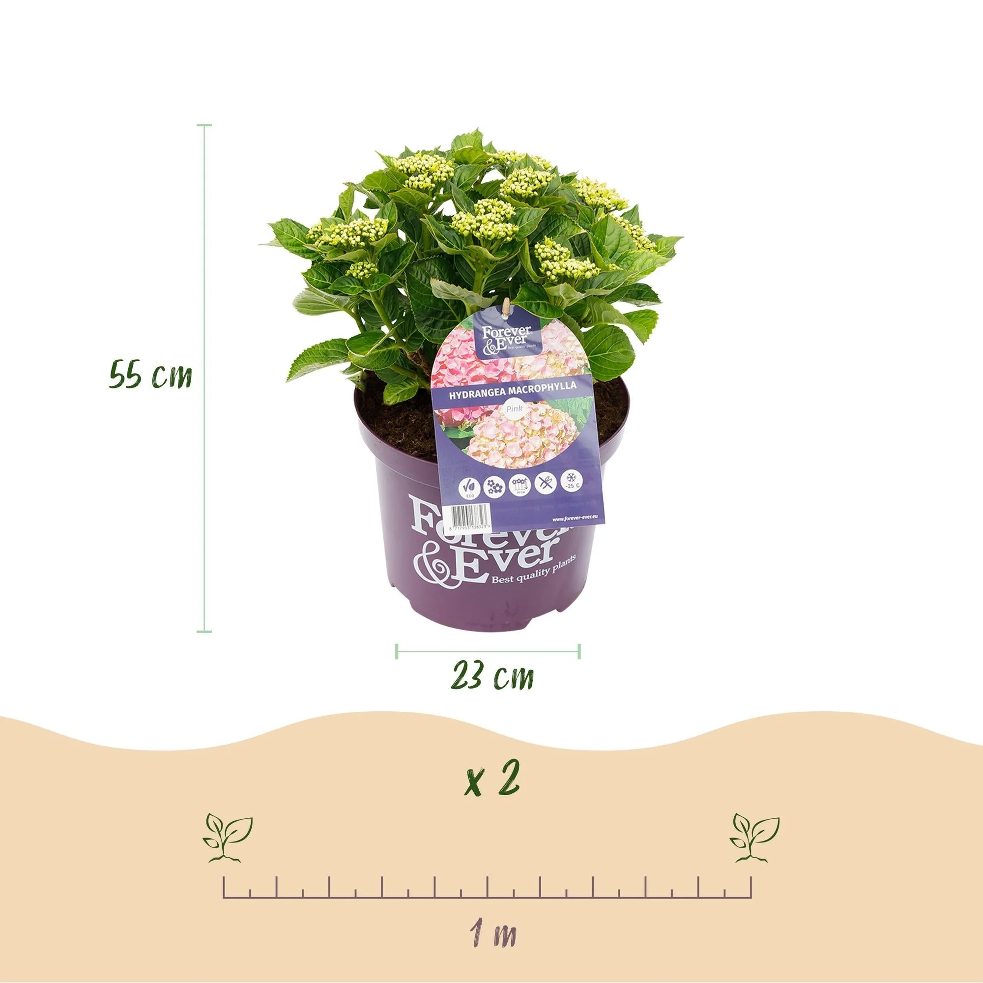 Plante D'Extérieur - Hortensia (Hydrangea Macrophylla) 'Forever & Ever' - Image 3