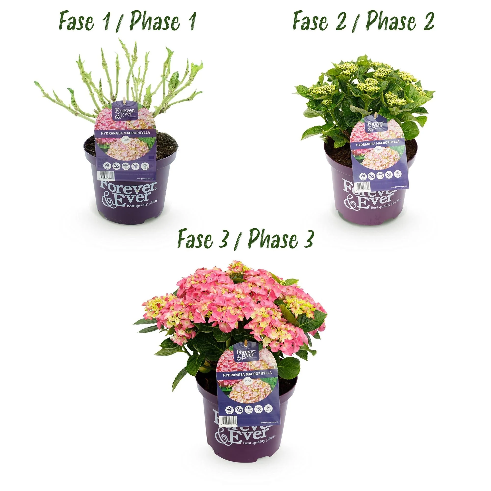 Plante D'Extérieur - Hortensia (Hydrangea Macrophylla) 'Forever & Ever' - Image 4