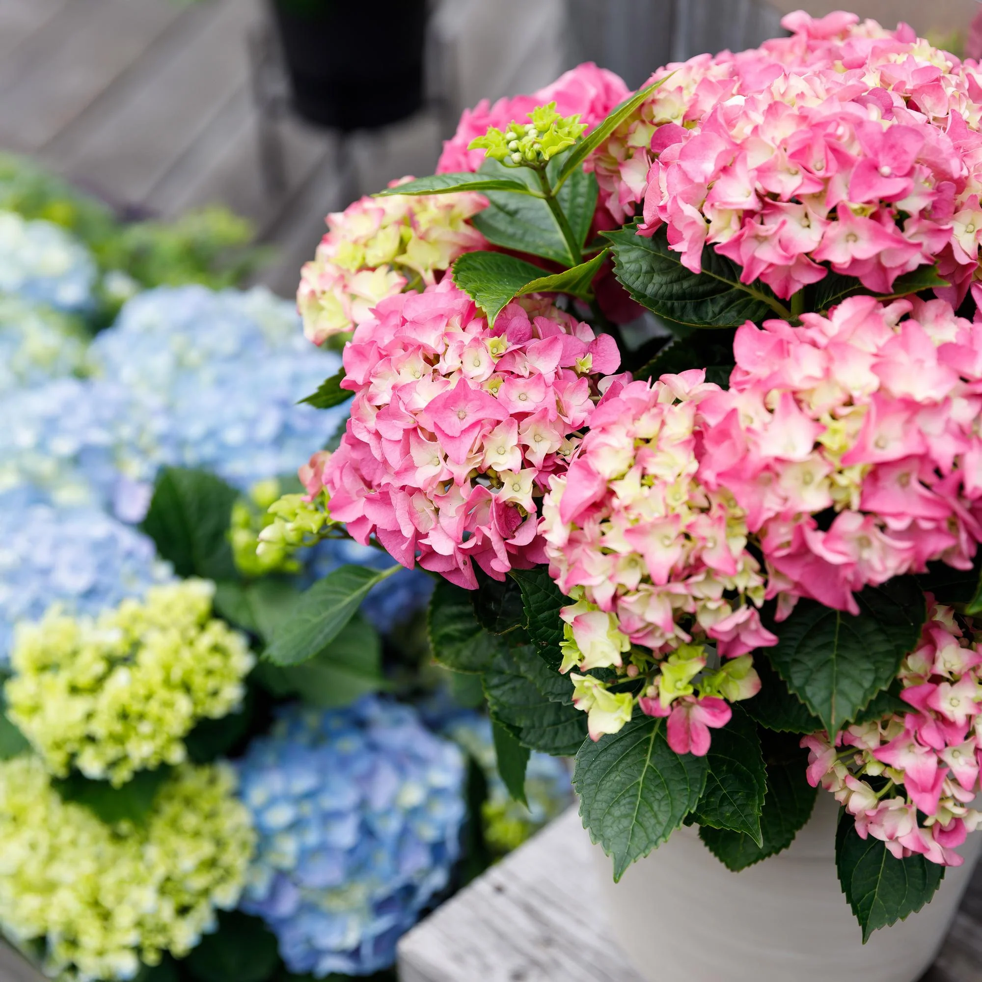 Plante D'Extérieur - Hortensia (Hydrangea Macrophylla) 'Forever & Ever' - Image 5