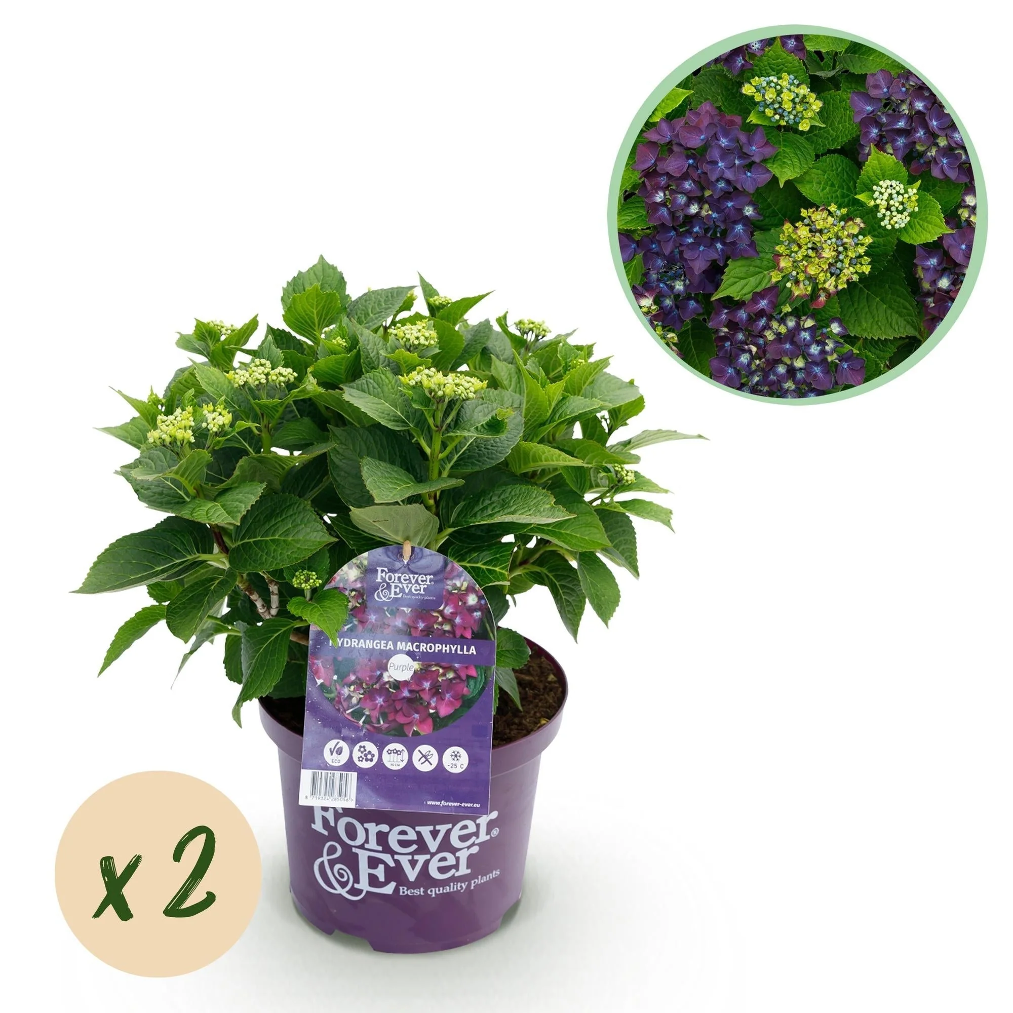 Plante D'Extérieur - Hortensia (Hydrangea Macrophylla) 'Forever & Ever' - Image 12