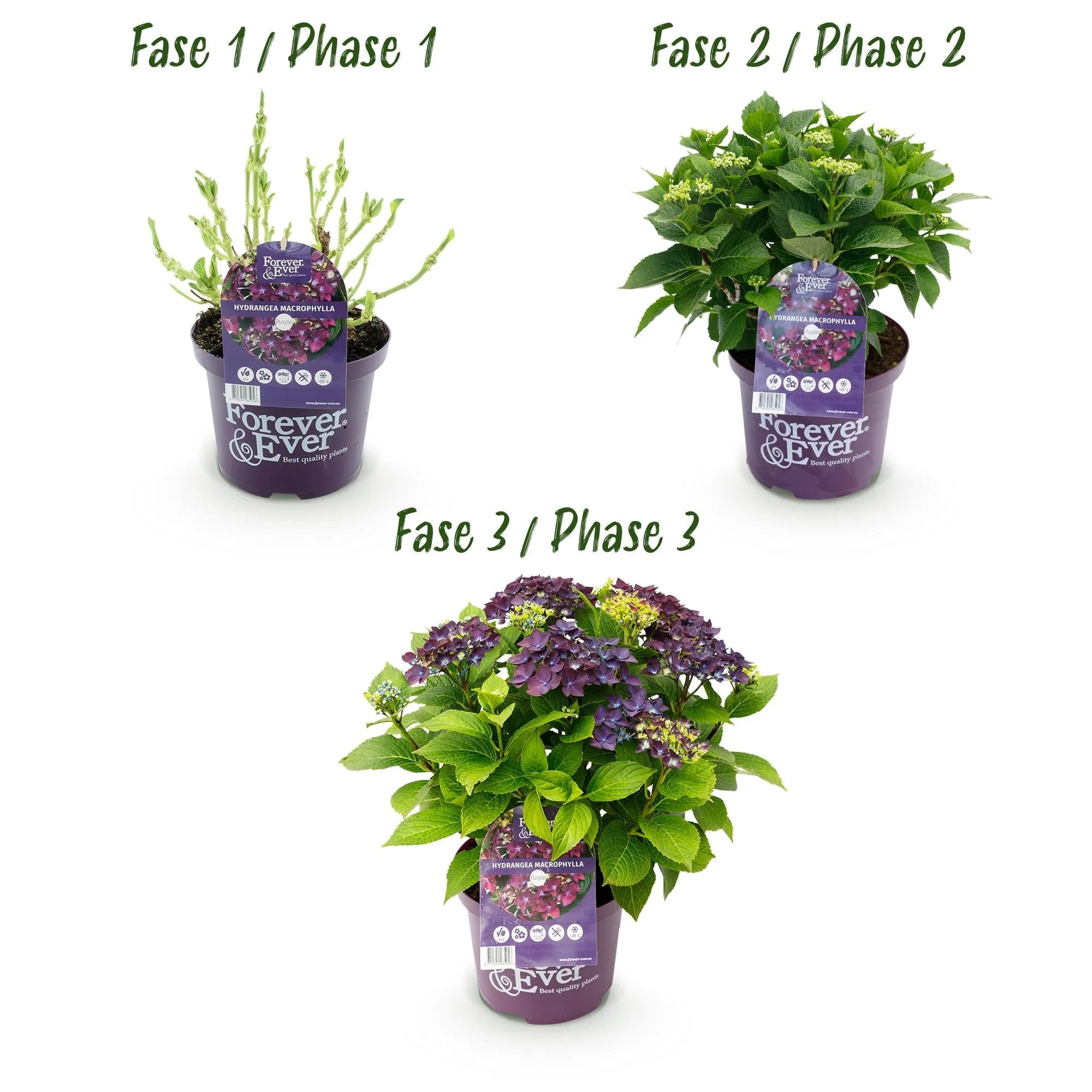 Plante D'Extérieur - Hortensia (Hydrangea Macrophylla) 'Forever & Ever' - Image 4