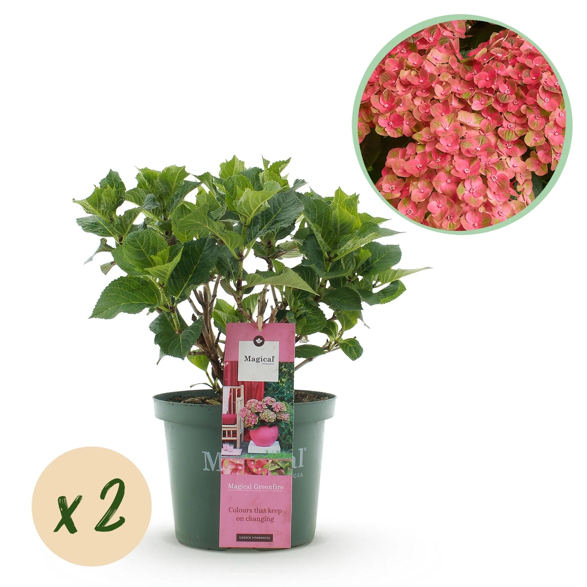 Plante D'Extérieur - Hortensia (Hydrangea Macrophylla) 'Magical Green Fire' - Image 12