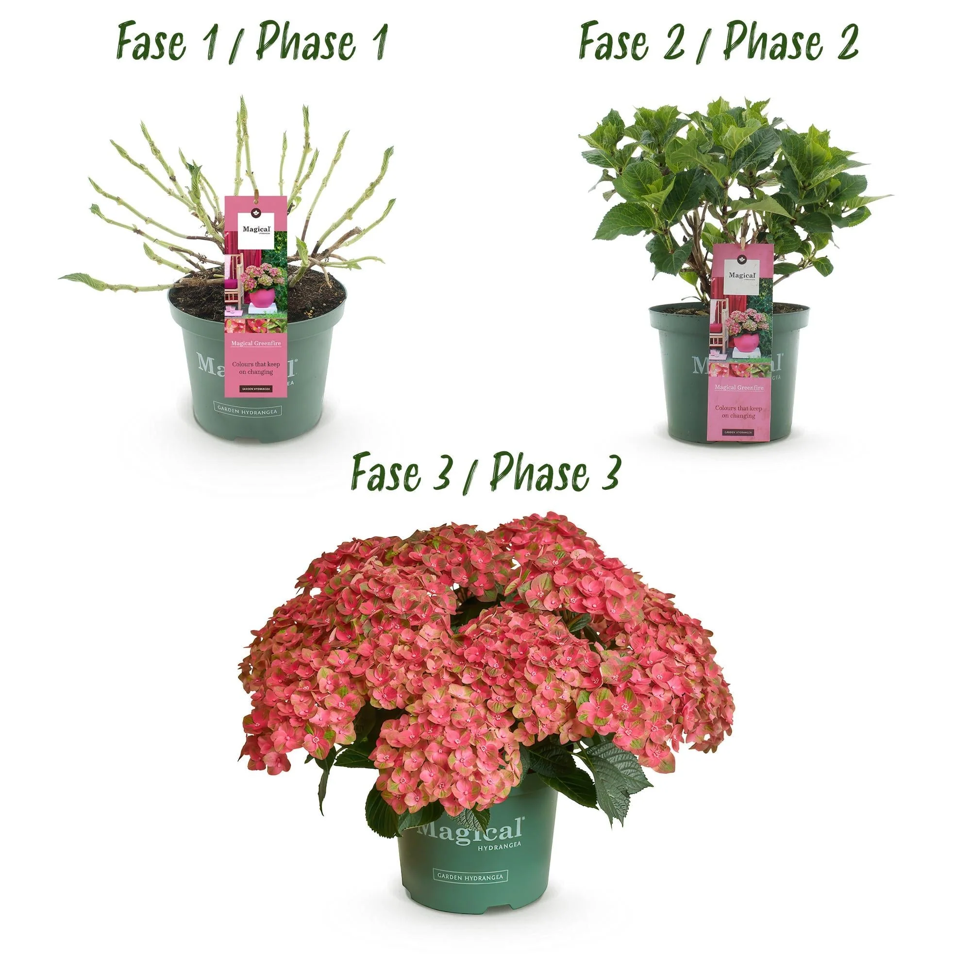 Plante D'Extérieur - Hortensia (Hydrangea Macrophylla) 'Magical Green Fire' - Image 4