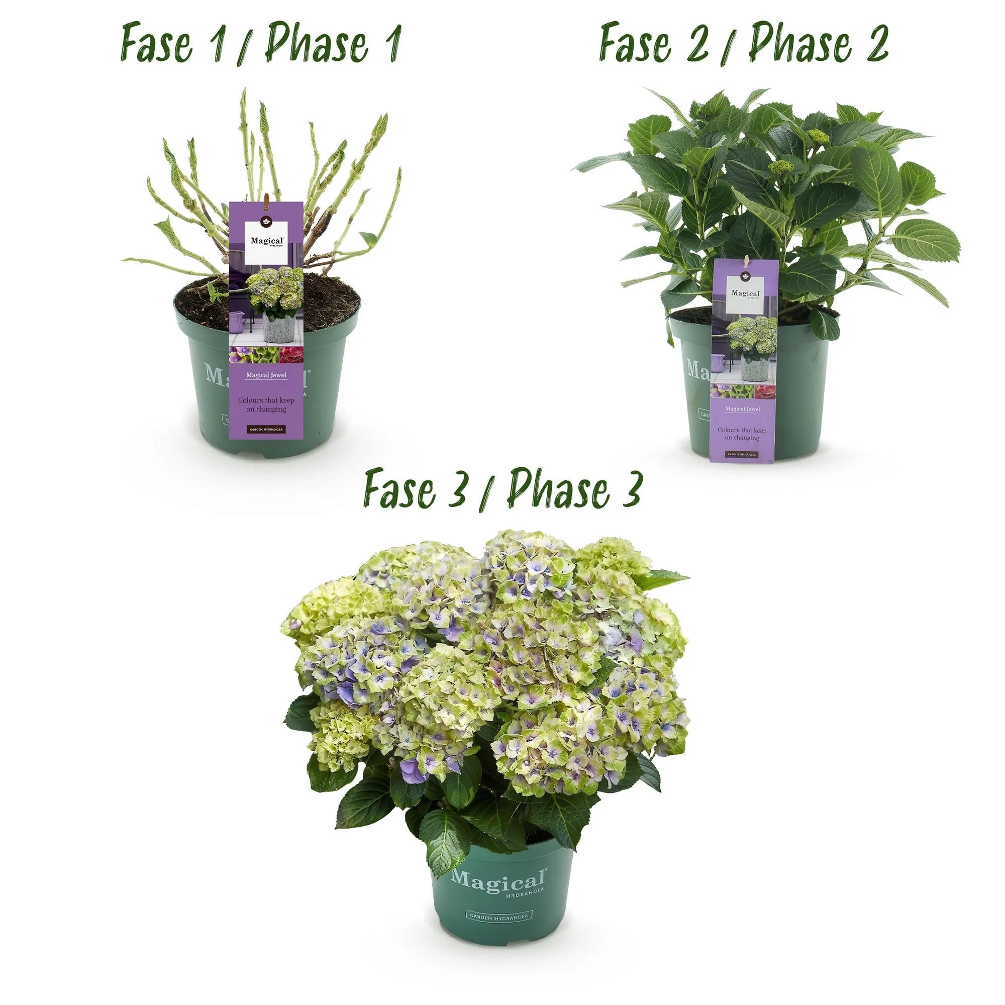 Plante D'Extérieur - Hortensia (Hydrangea Macrophylla) 'Magical Jewel Blue' - Image 4