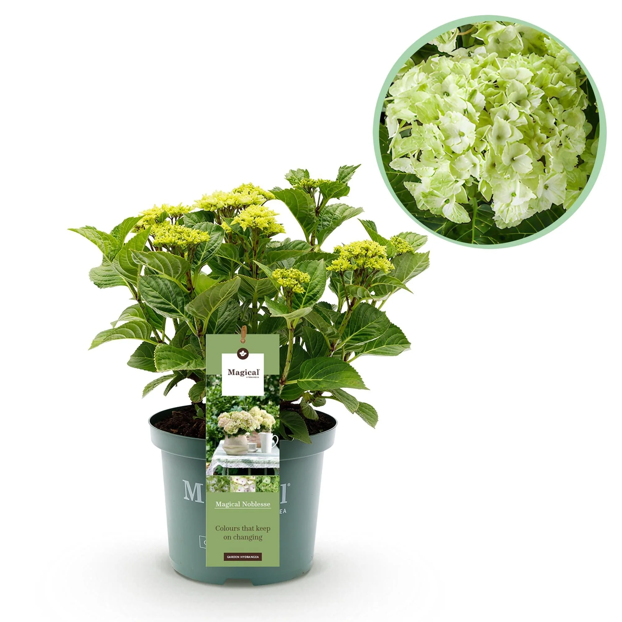 Plante D'Extérieur - Hortensia (Hydrangea Macrophylla) 'Magical Noblesse'
