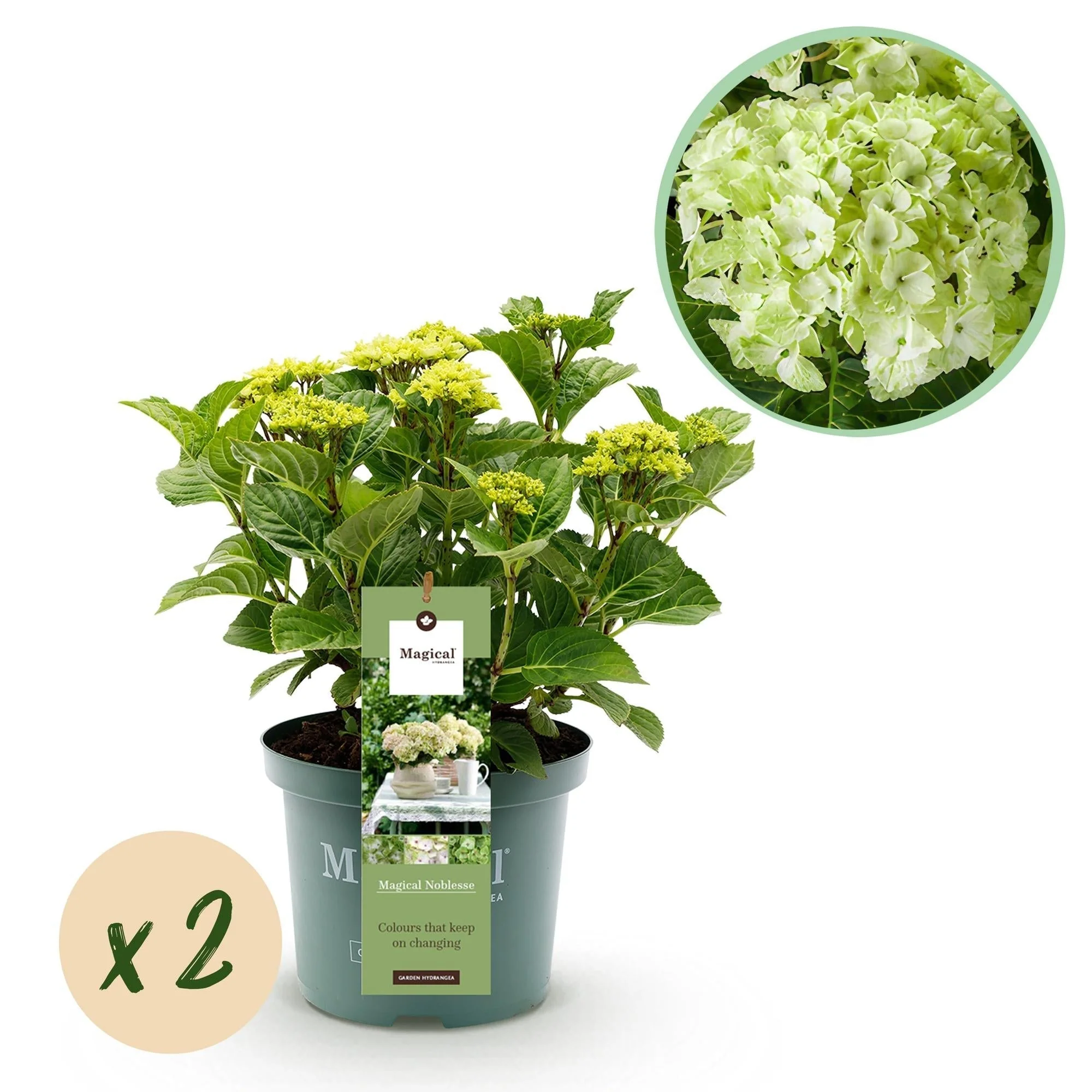 Plante D'Extérieur - Hortensia (Hydrangea Macrophylla) 'Magical Noblesse' - Image 12