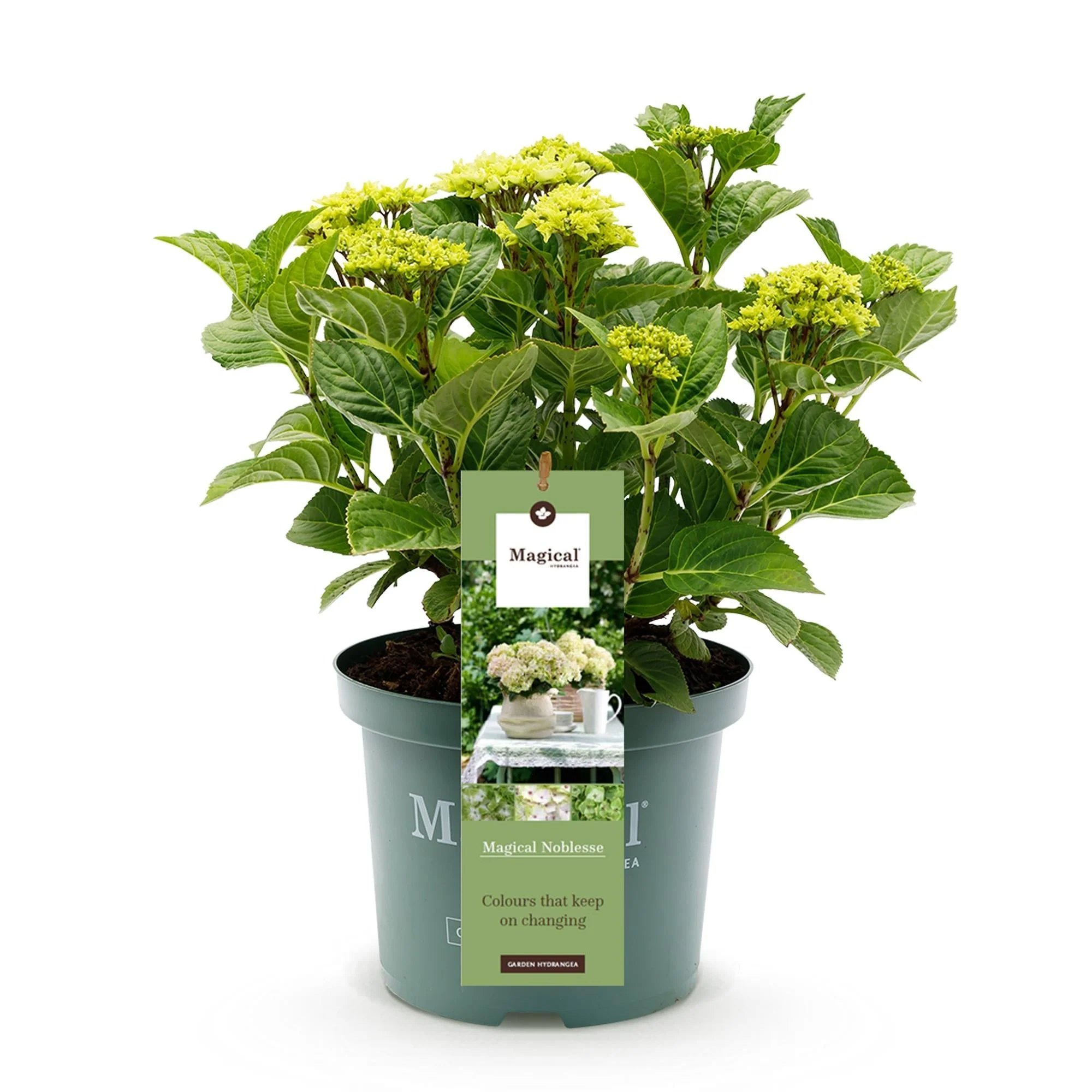Plante D'Extérieur - Hortensia (Hydrangea Macrophylla) 'Magical Noblesse' - Image 2