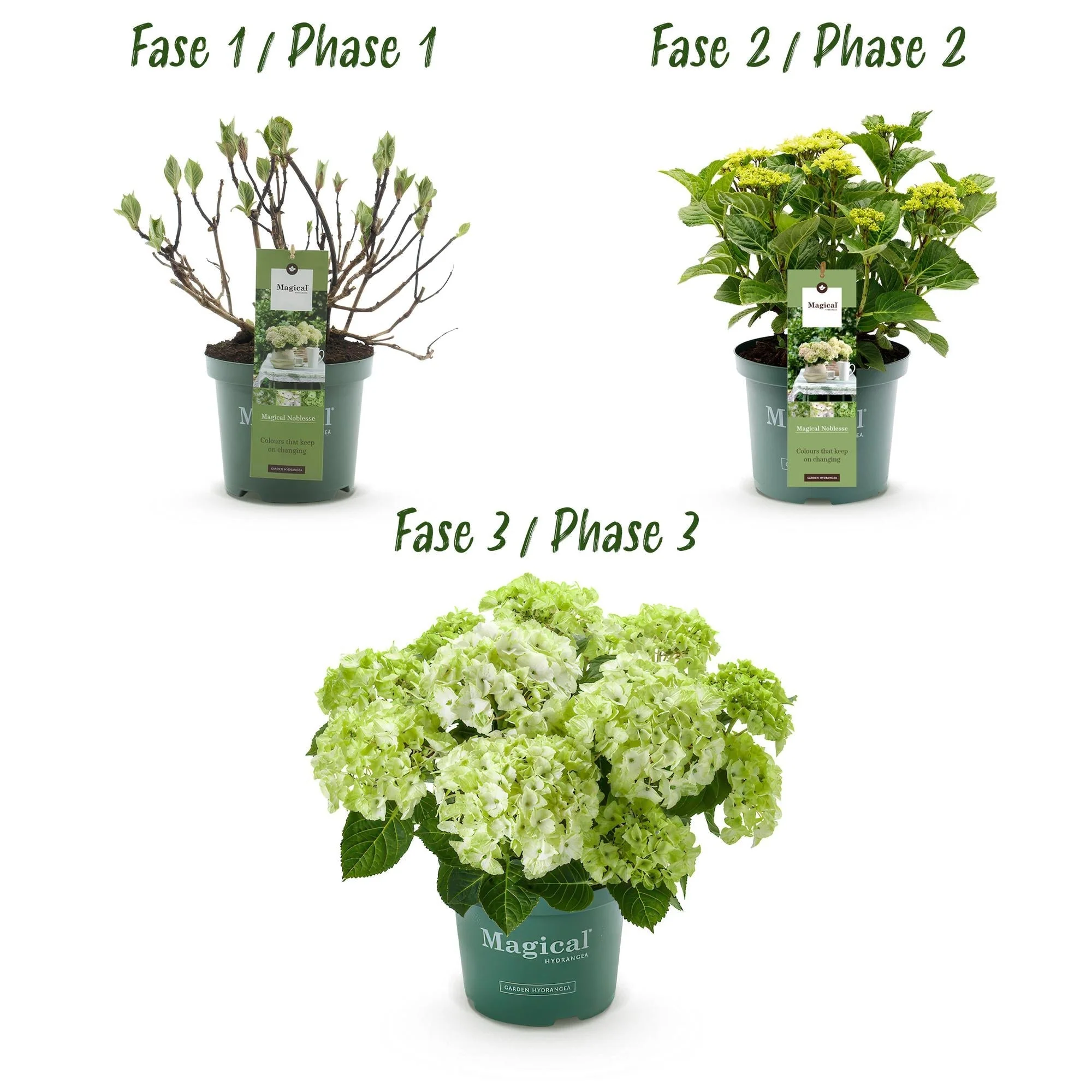 Plante D'Extérieur - Hortensia (Hydrangea Macrophylla) 'Magical Noblesse' - Image 4