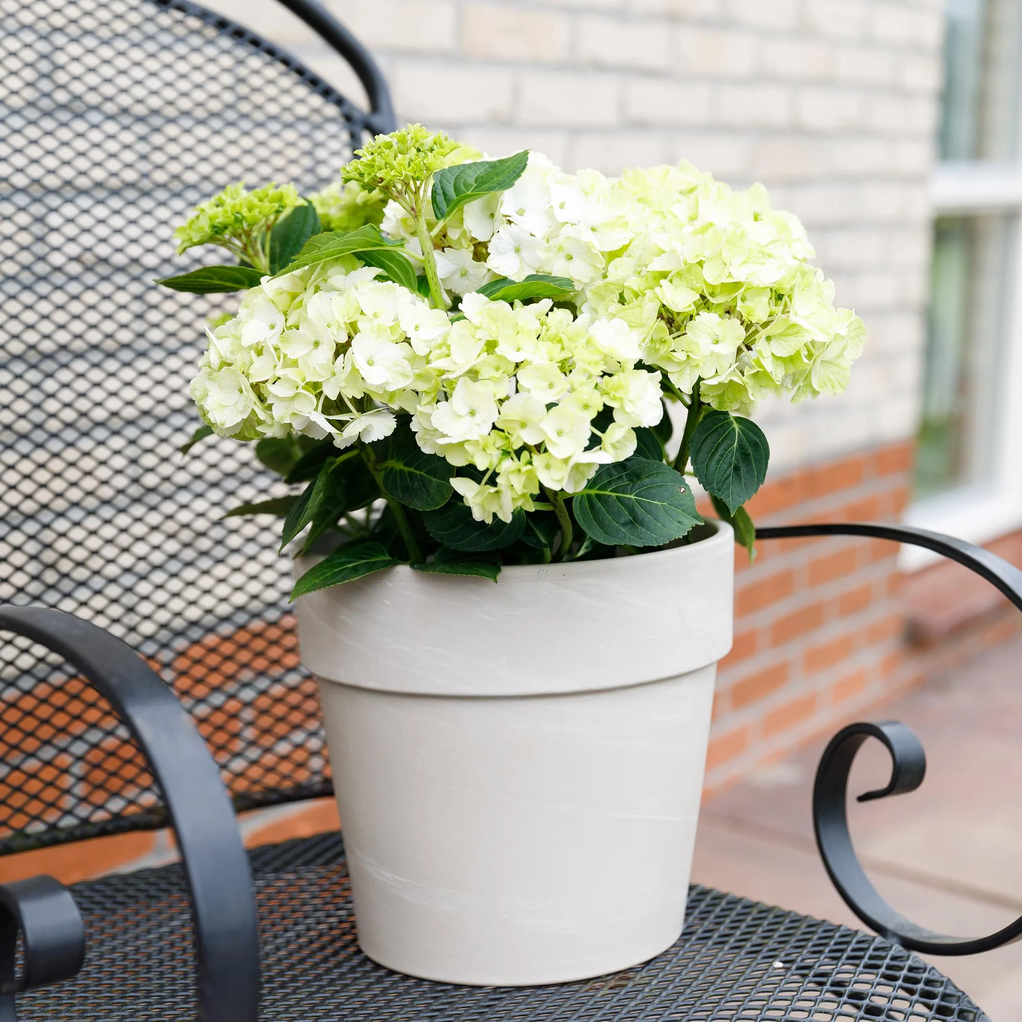 Plante D'Extérieur - Hortensia (Hydrangea Macrophylla) 'Magical Noblesse' - Image 5
