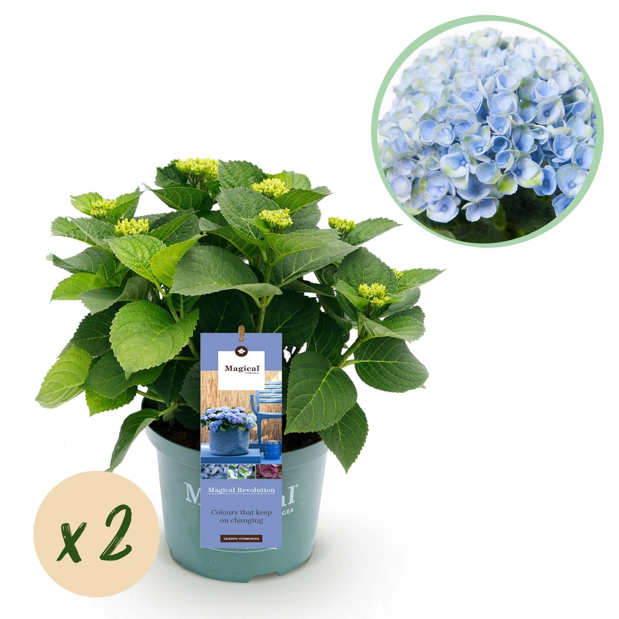 Plante D'Extérieur - Hortensia (Hydrangea Macrophylla) 'Magical Revolution Blue' - Image 12