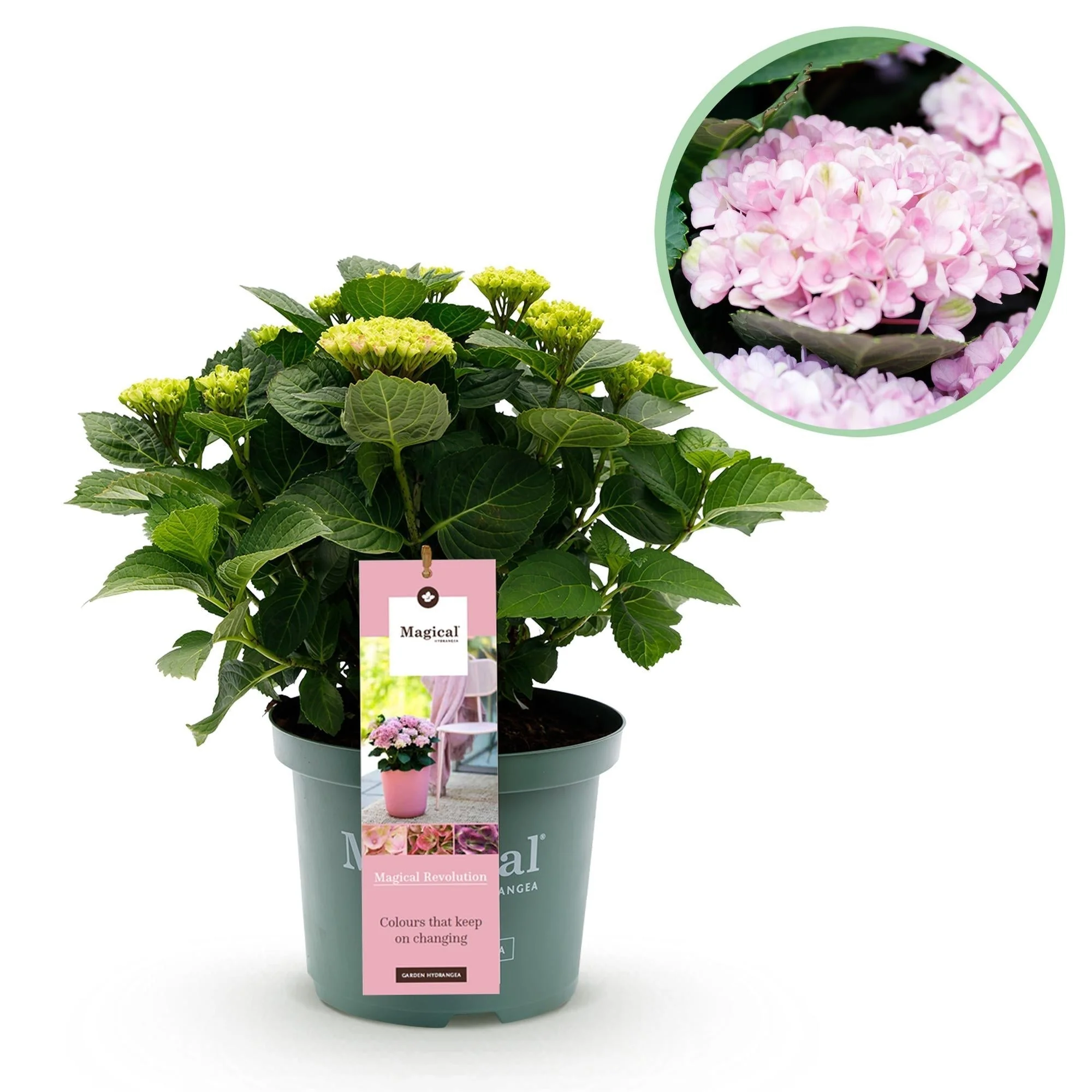 Plante D'Extérieur - Hortensia (Hydrangea Macrophylla) 'Magical Revolution Pink' - Image 11