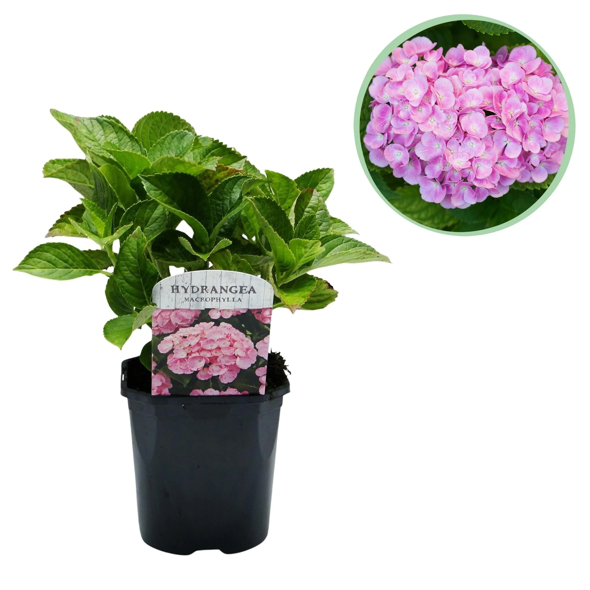 Plante D'Extérieur - Hortensia (Hydrangea Macrophylla) 'Pink' - Image 11
