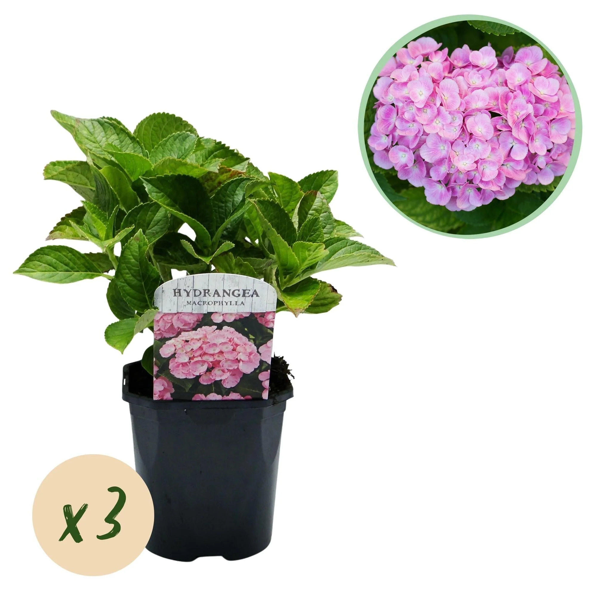 Plante D'Extérieur - Hortensia (Hydrangea Macrophylla) 'Pink' - Image 12